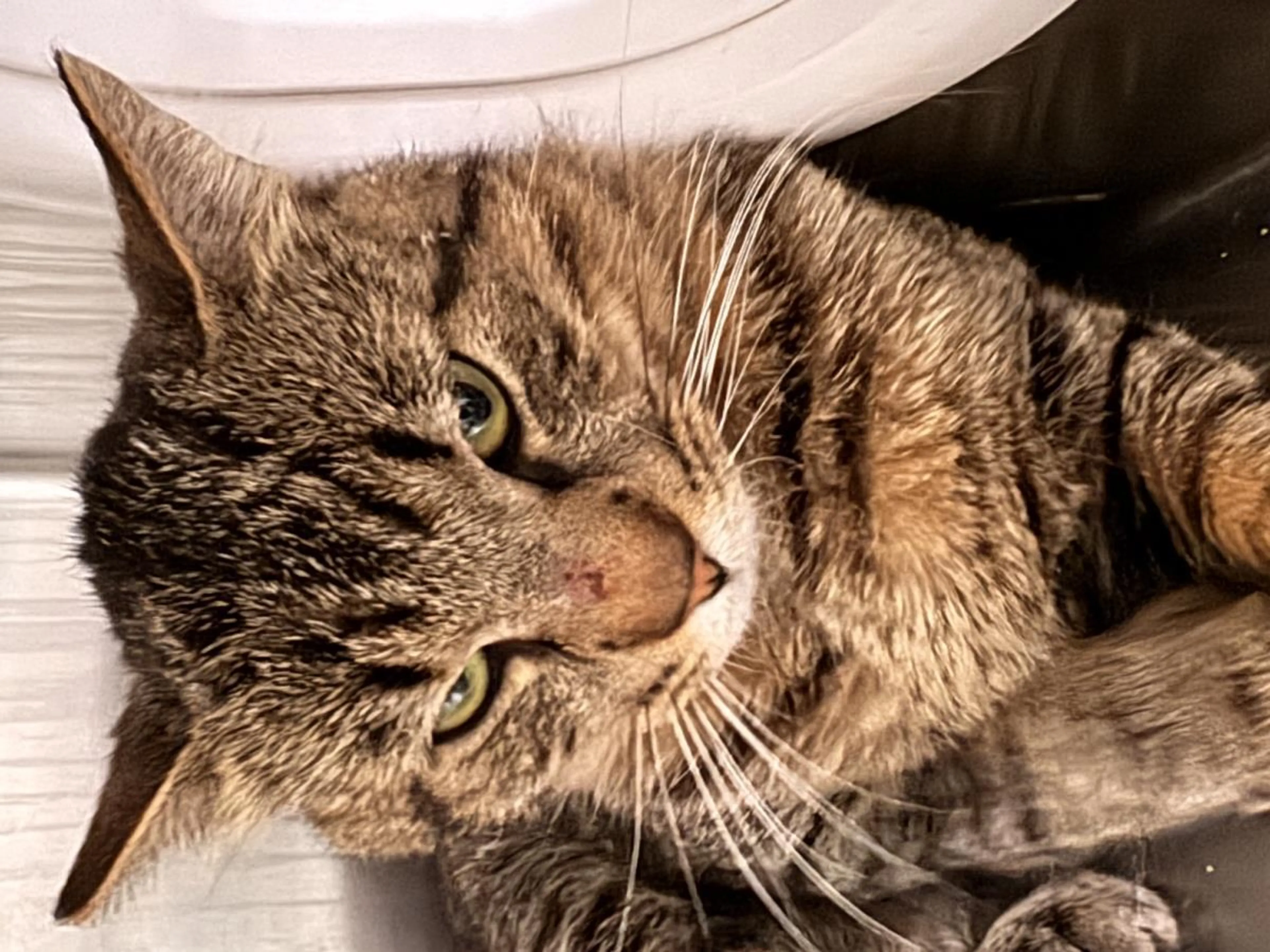 Found pet-2