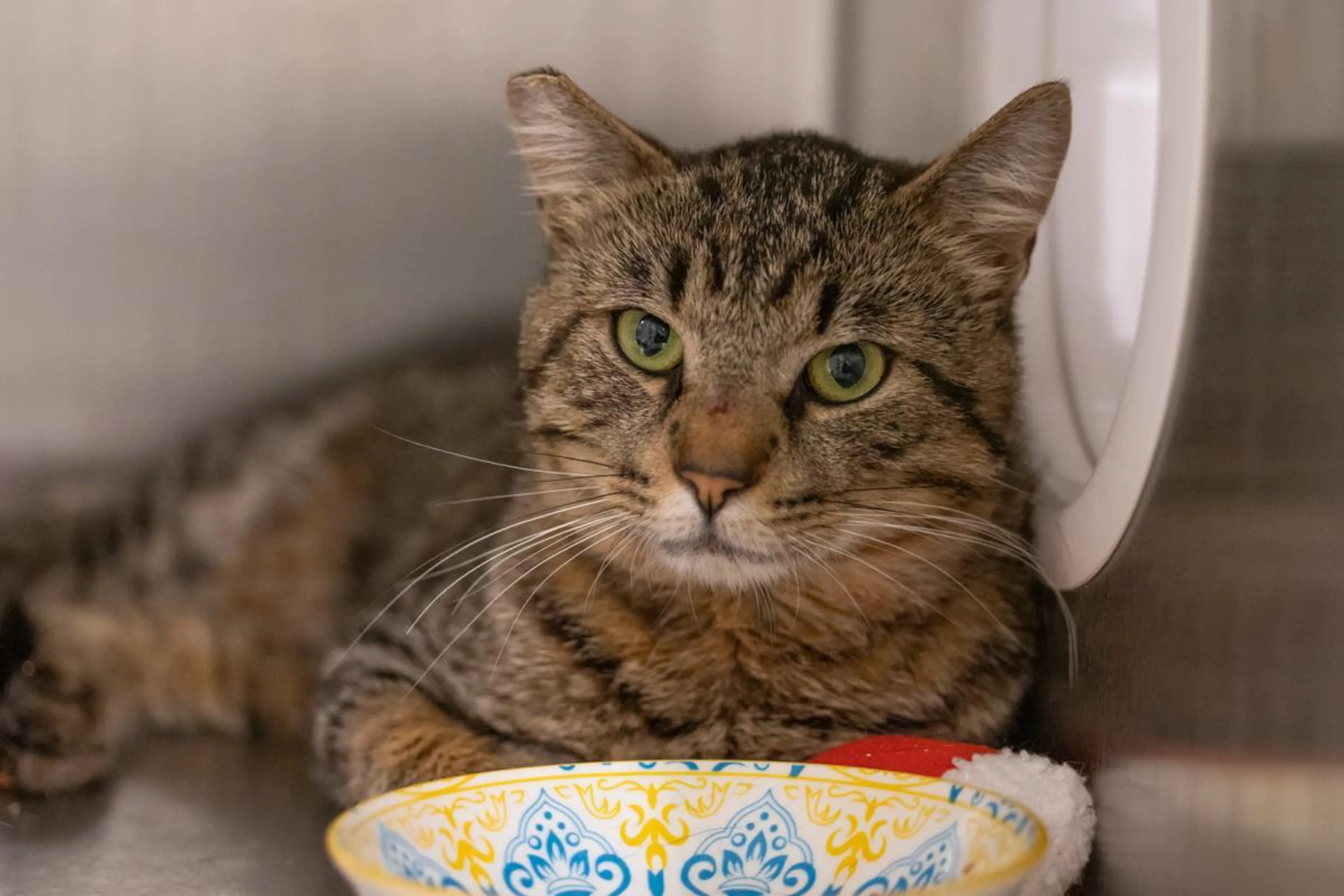 Found pet-1