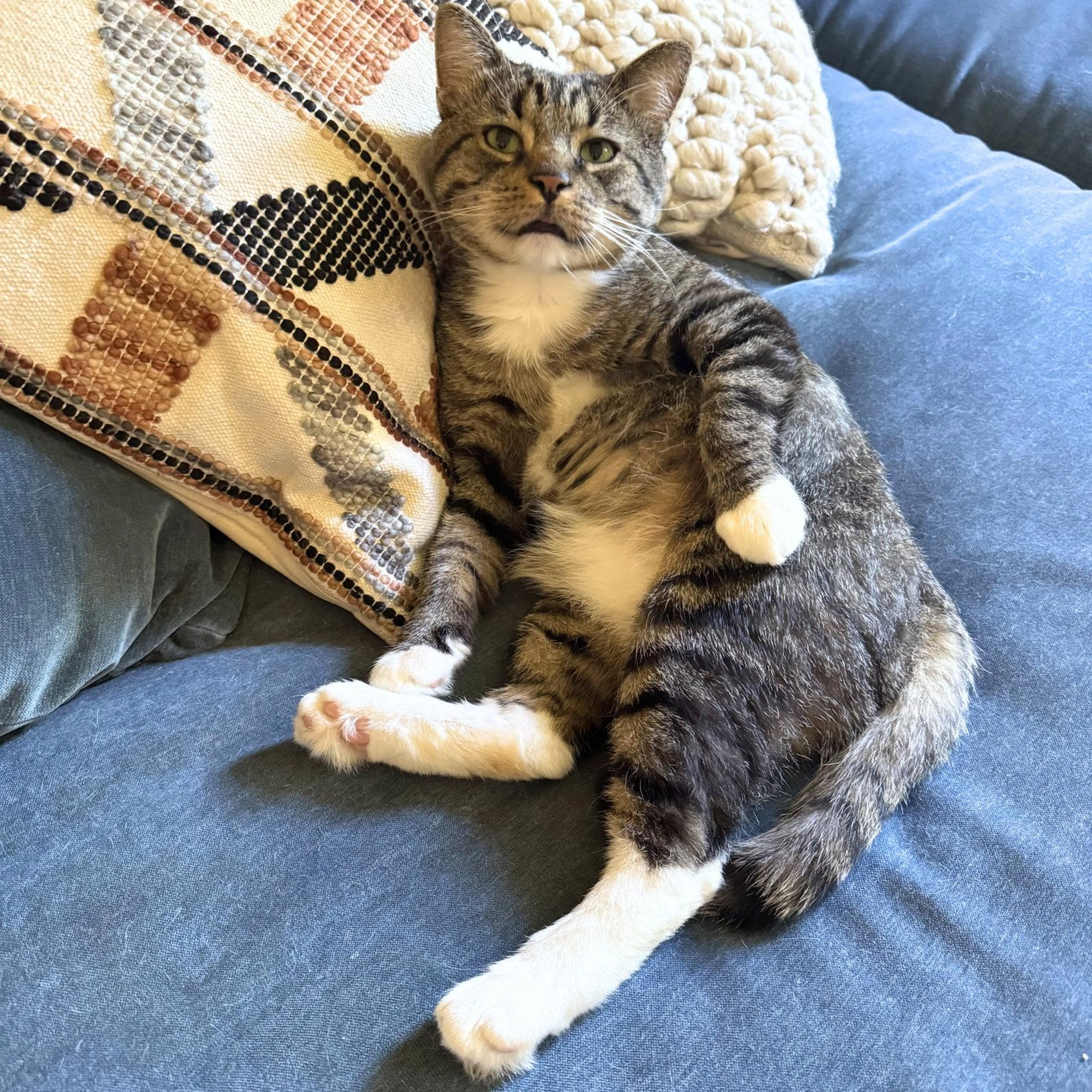 Found pet-1