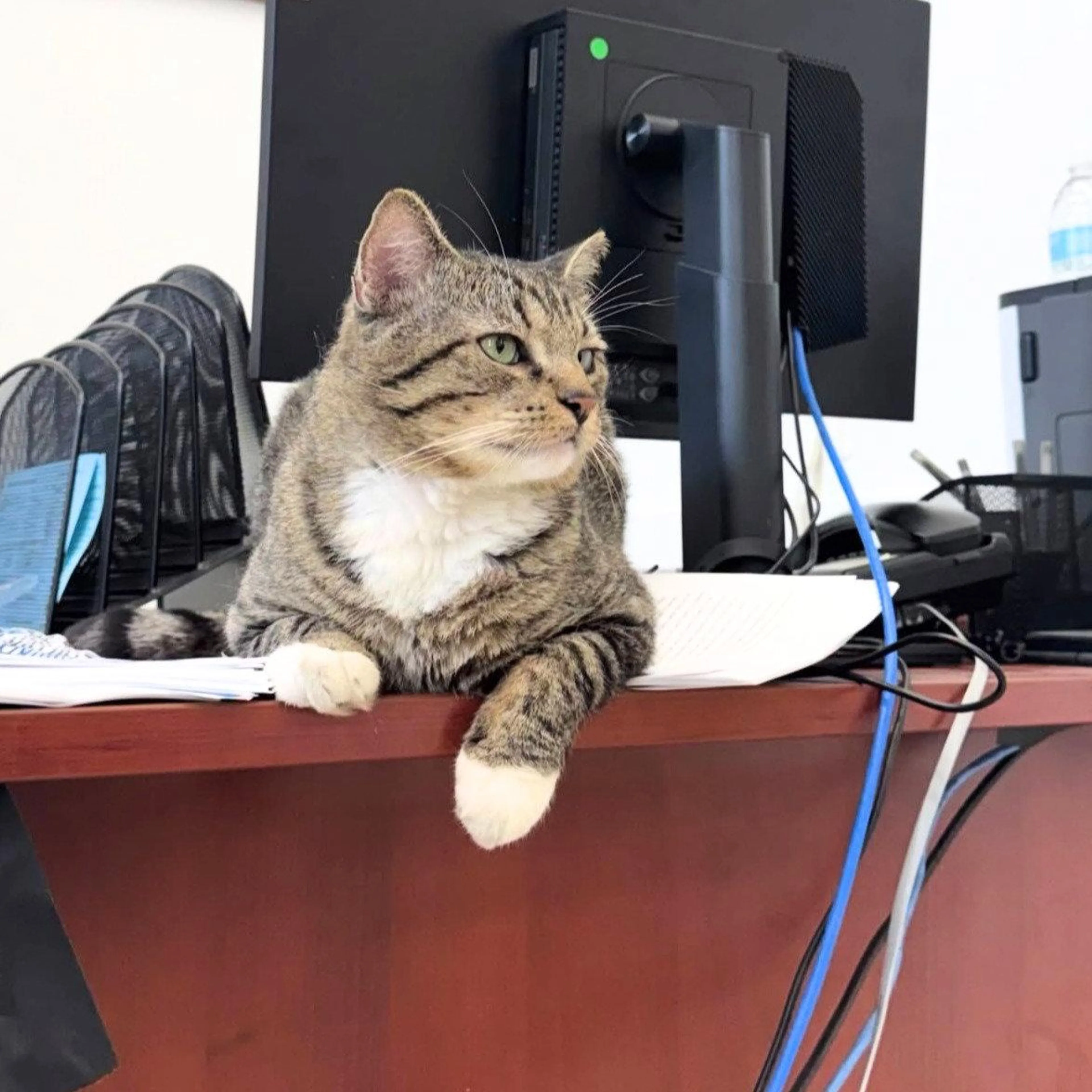 Found pet-2
