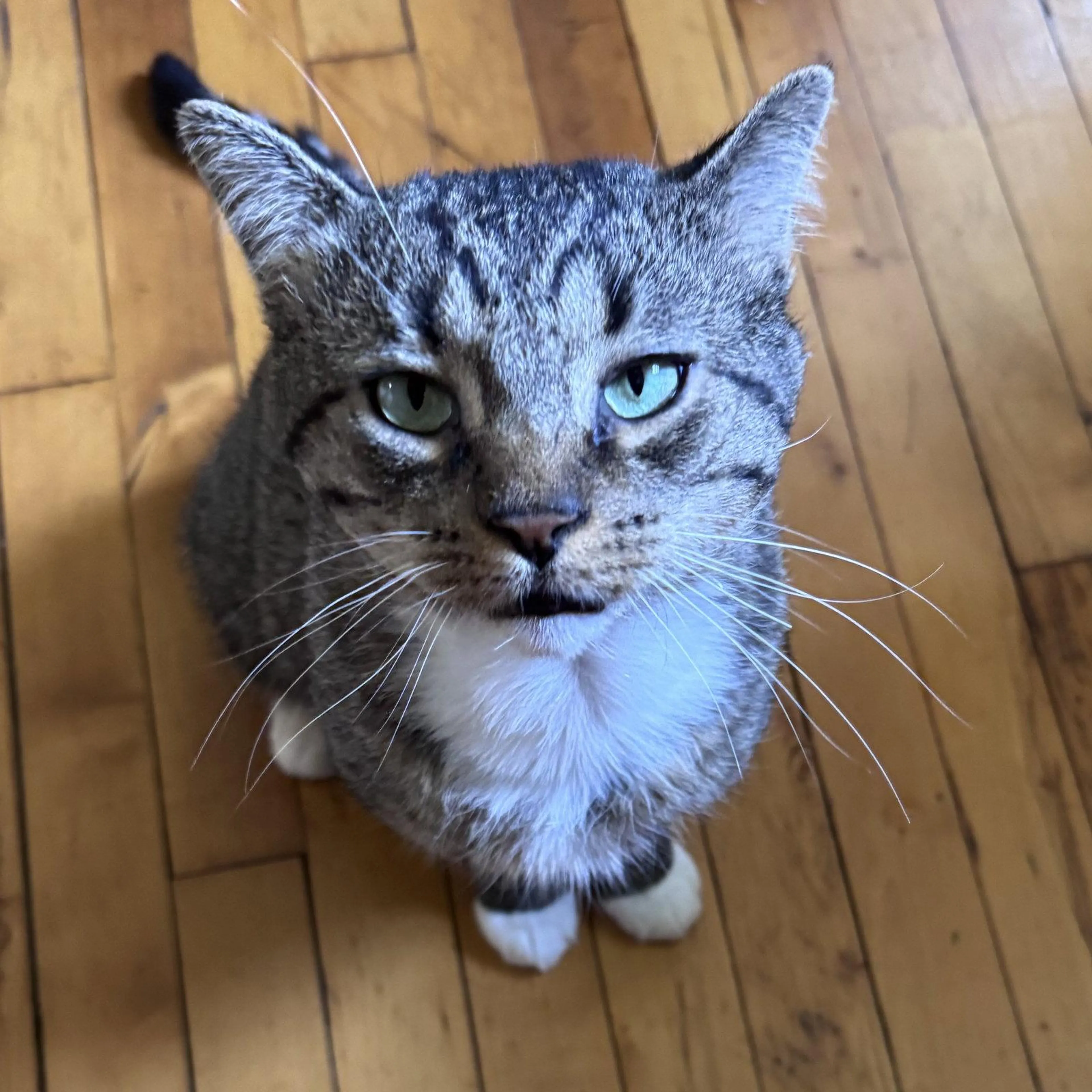 Found pet-0