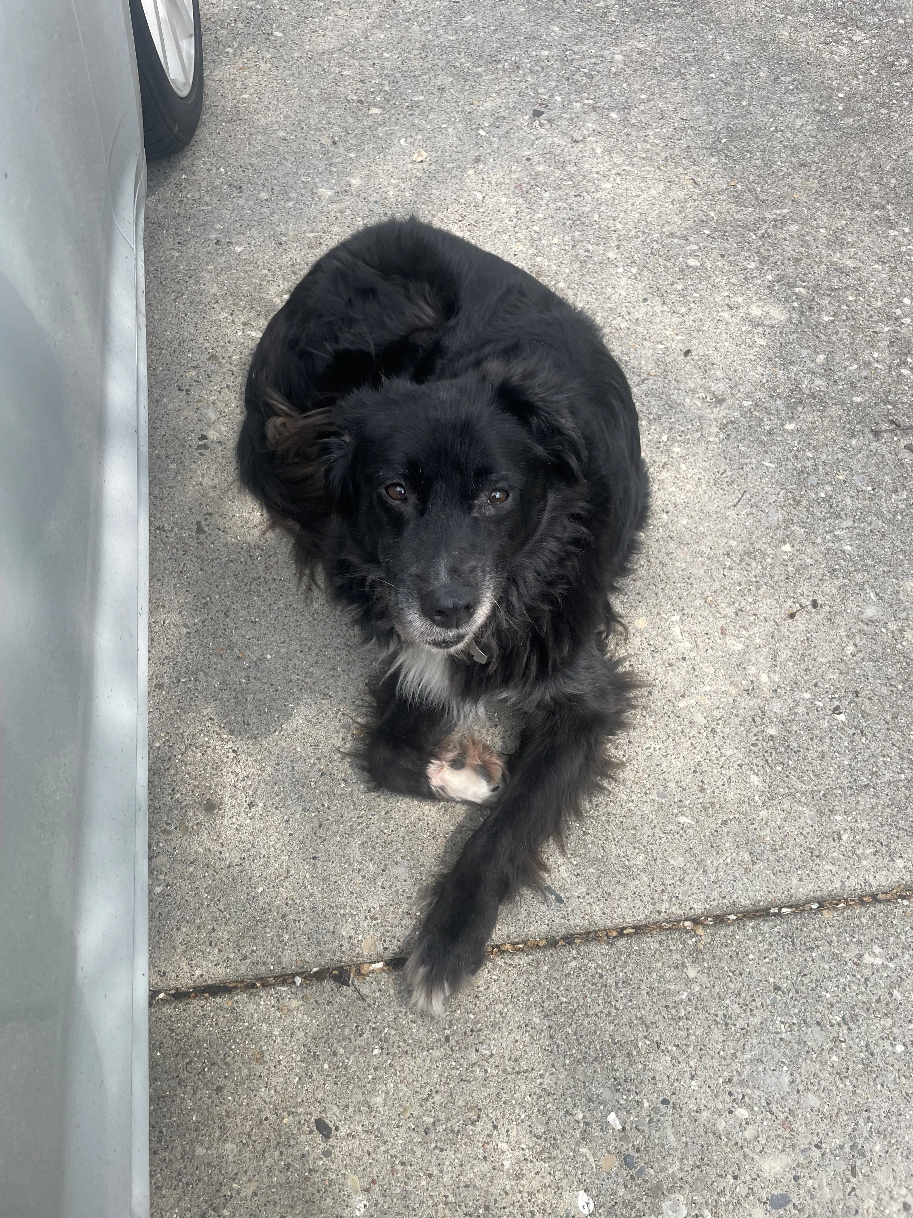 Lost pet