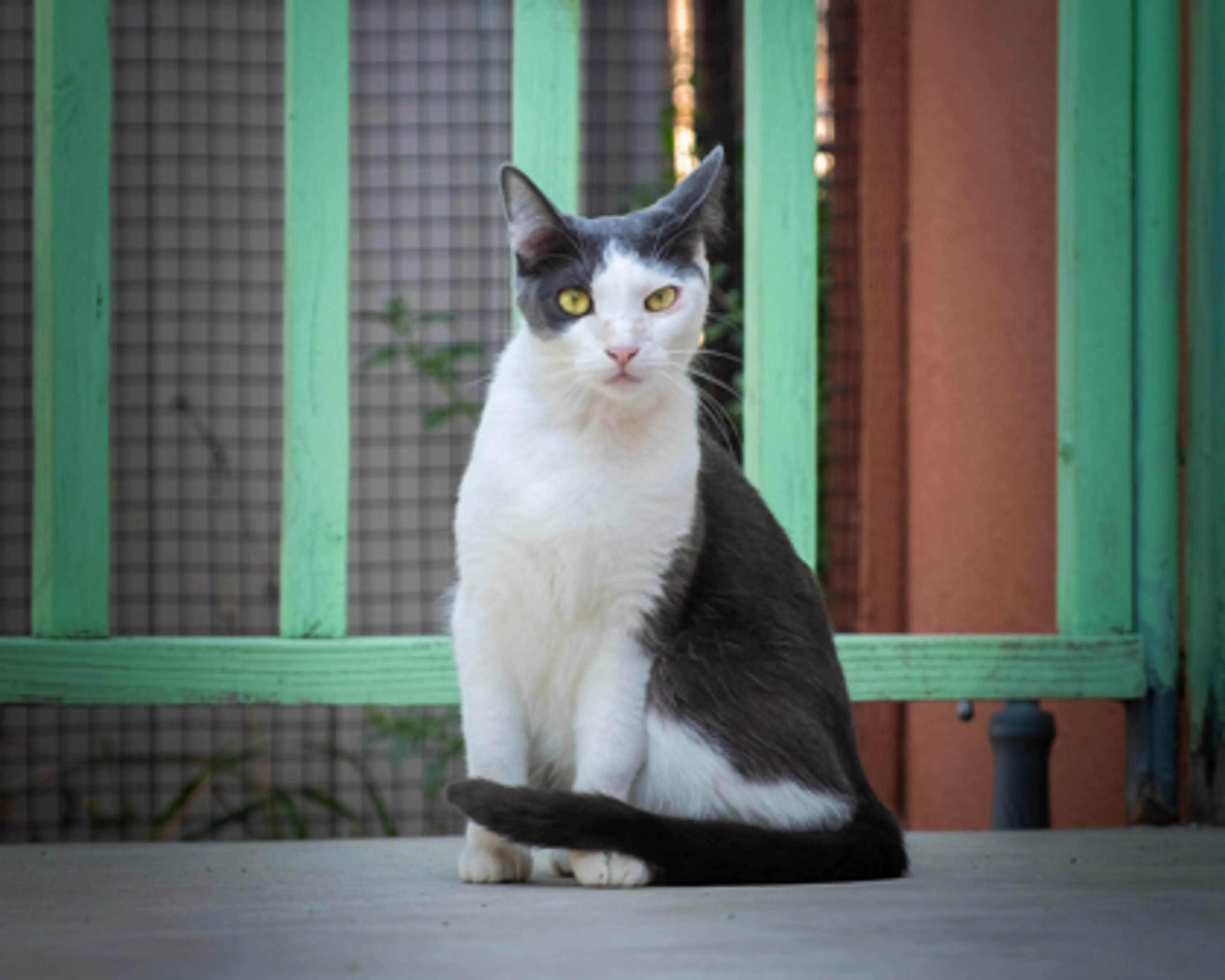 Found pet-0