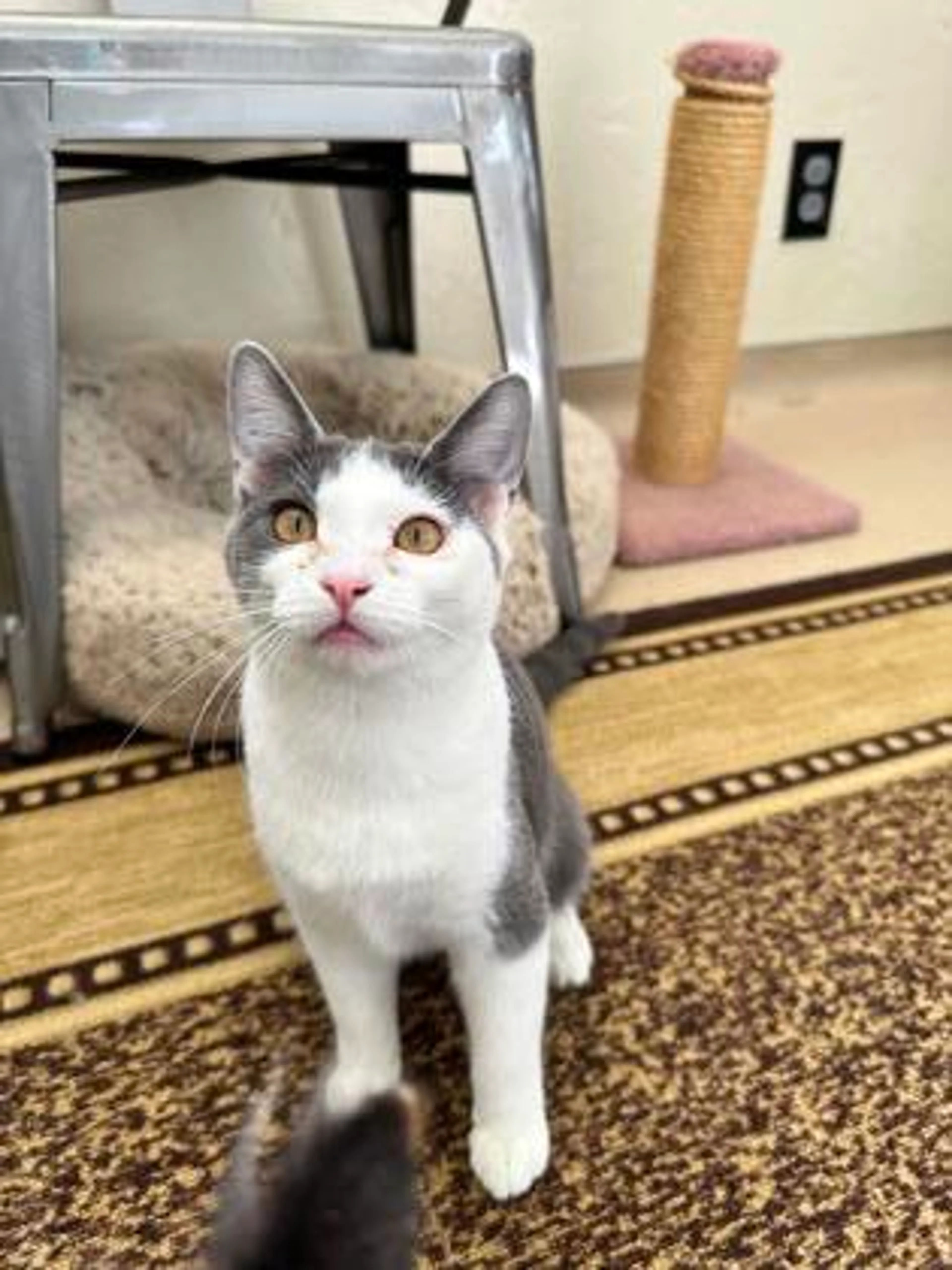 Found pet-2