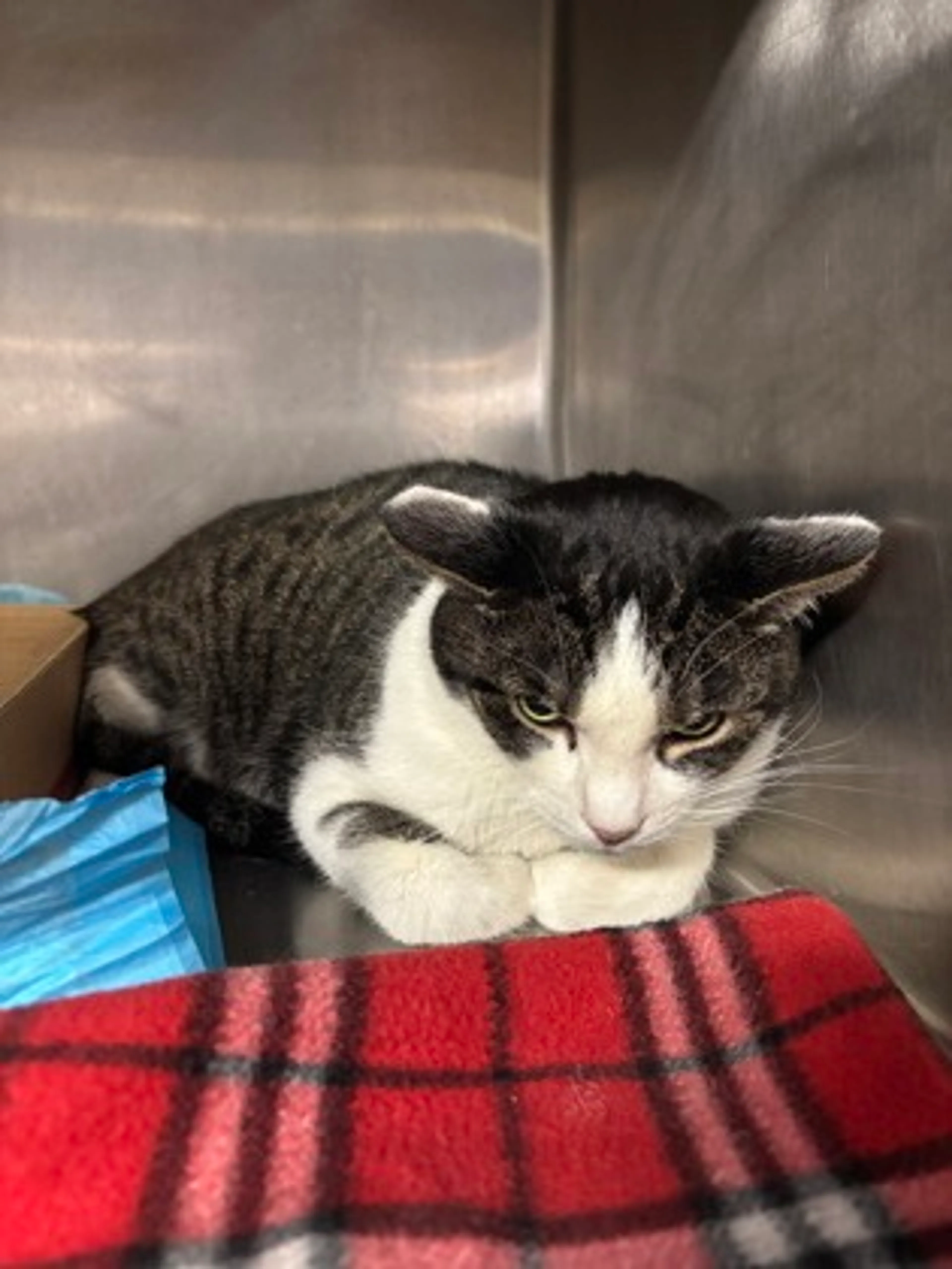 Found pet