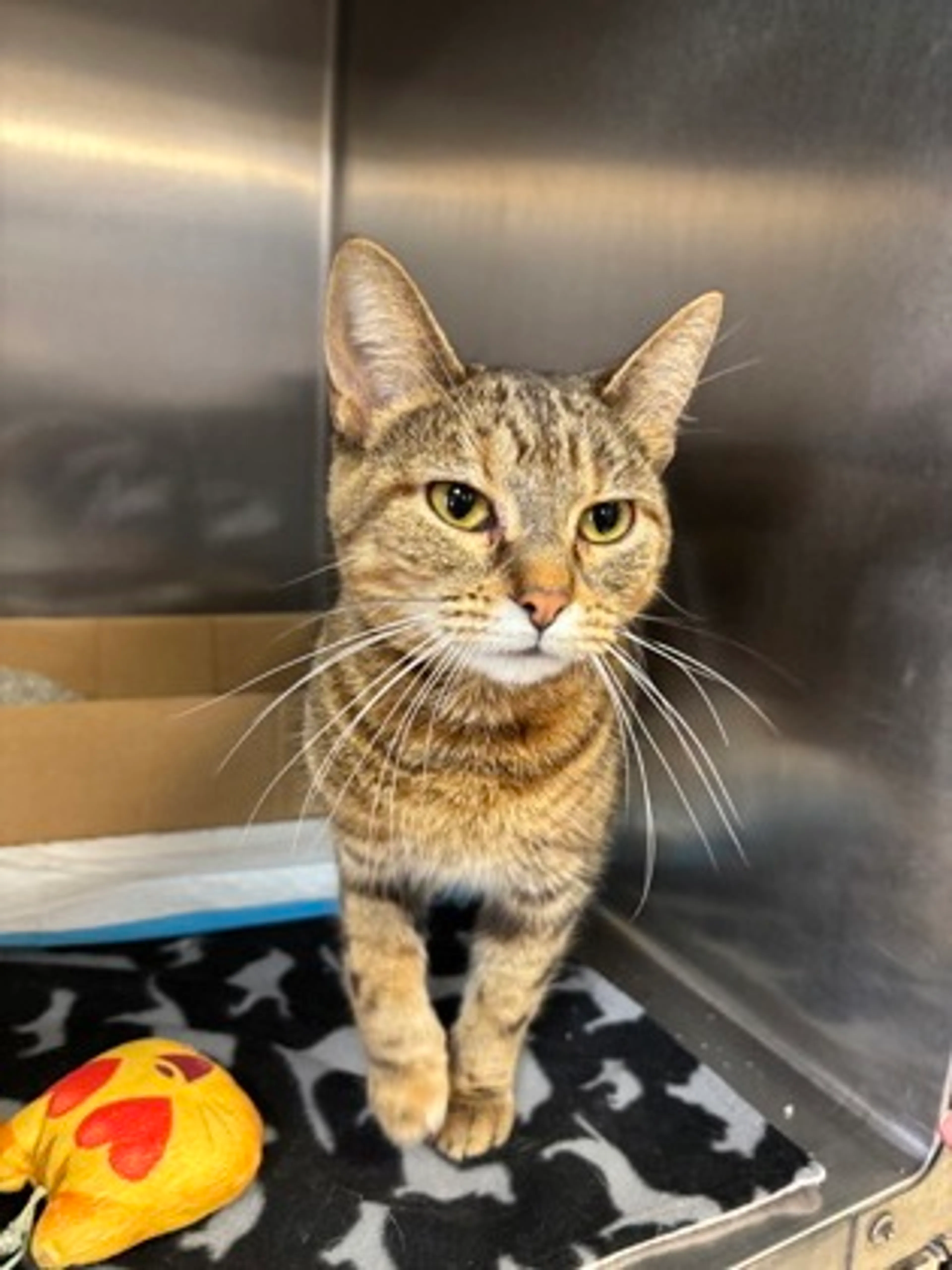 Found pet