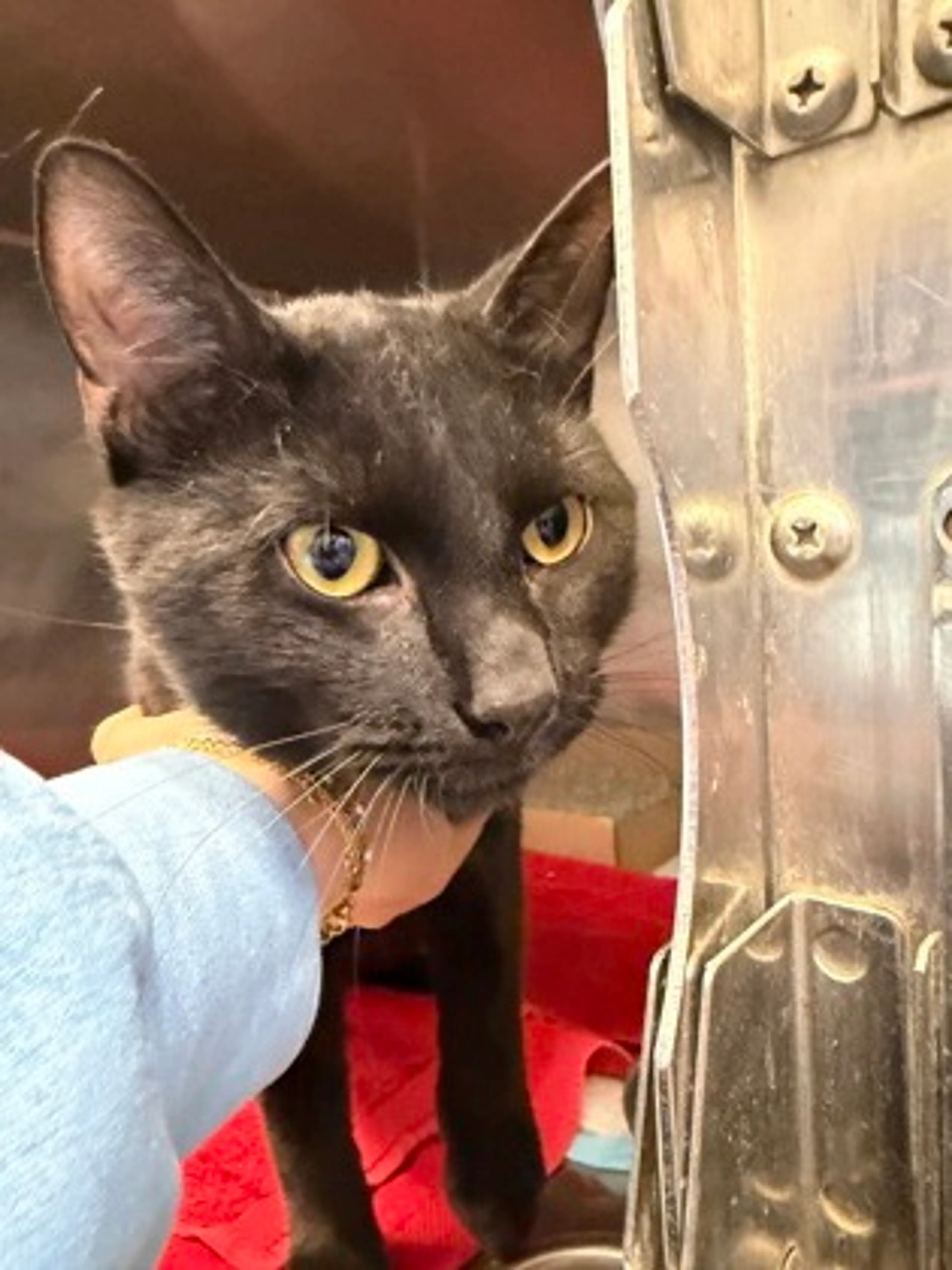 Found pet-1
