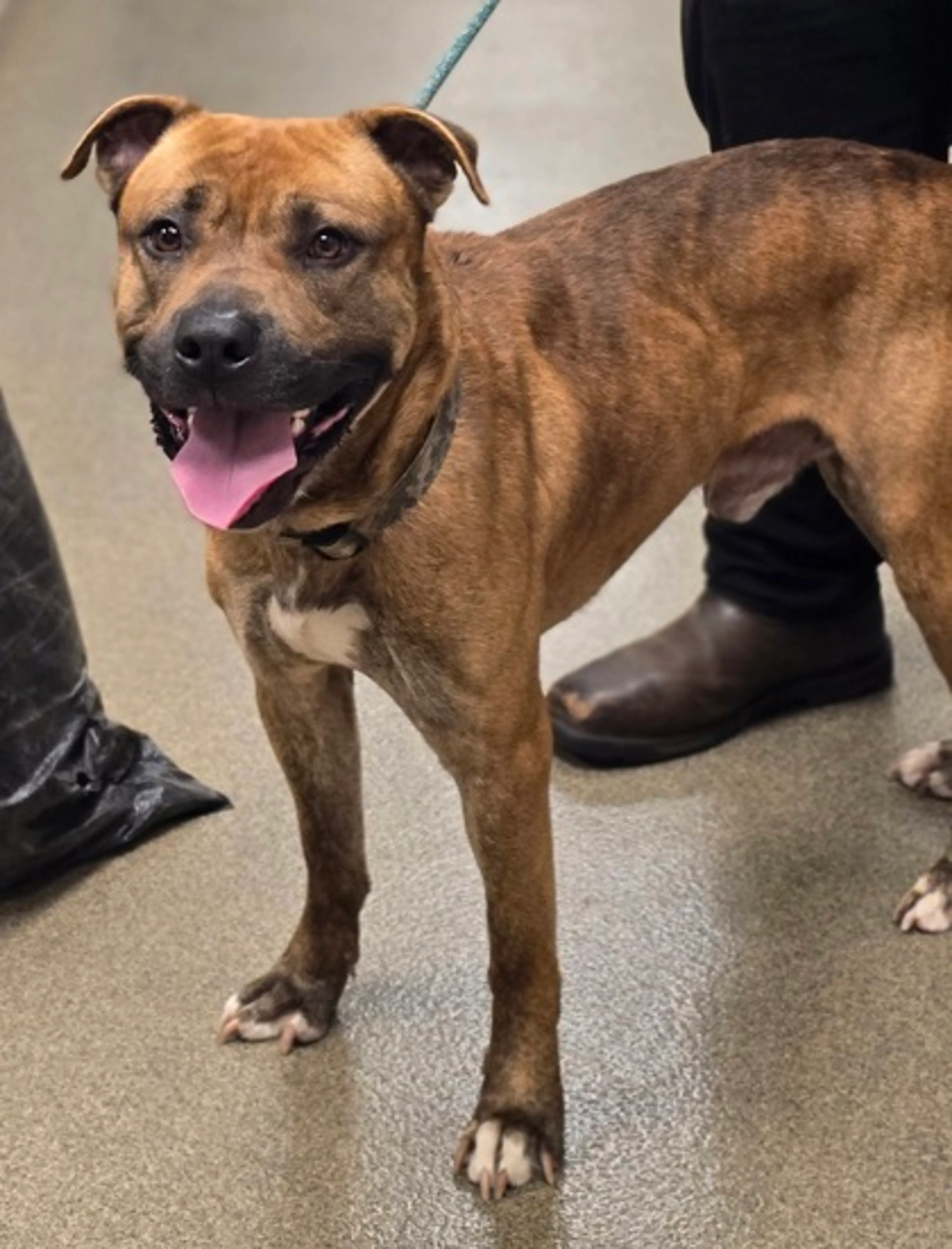 Found pet-0