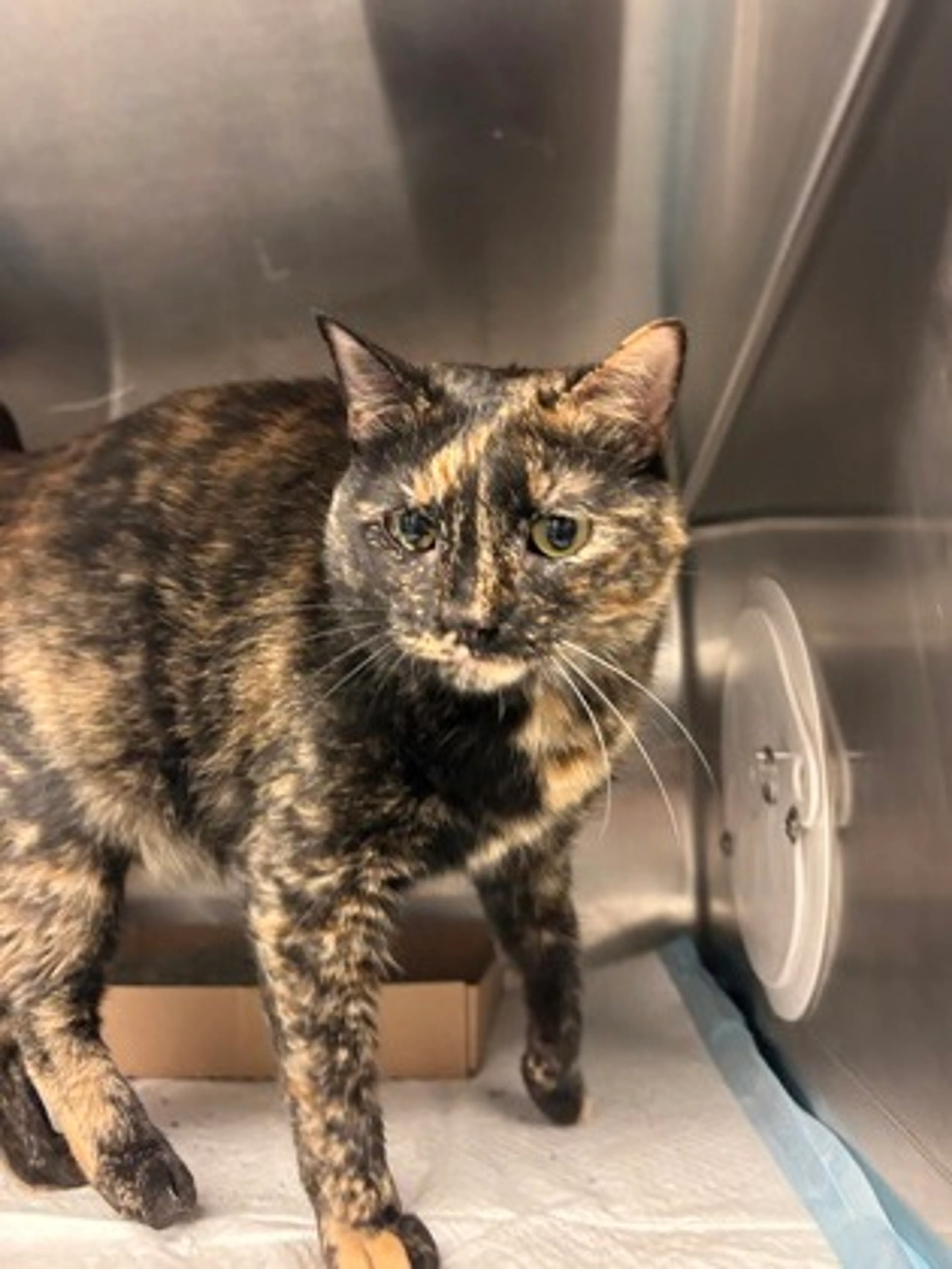 Found pet-1