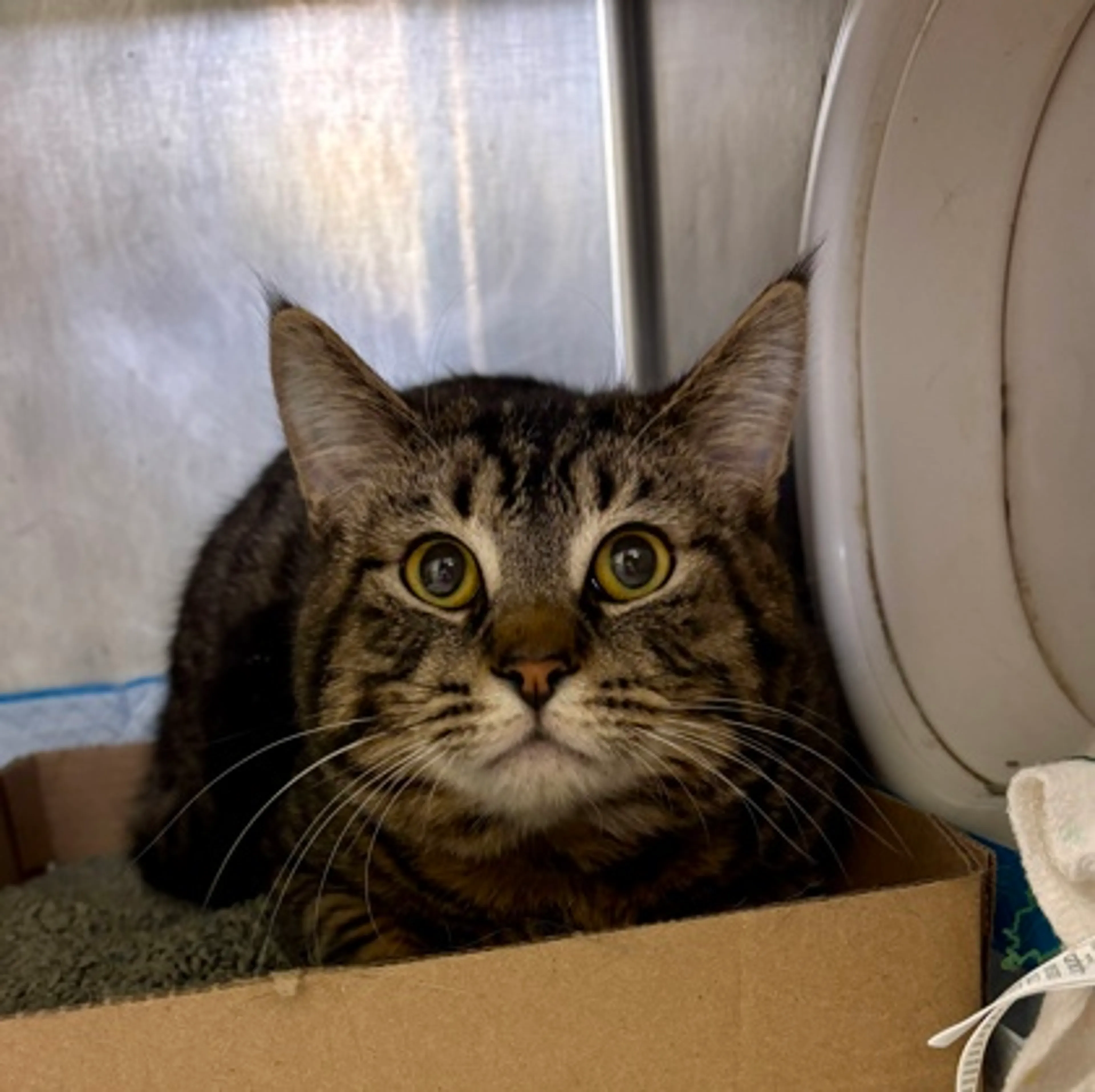 Found pet