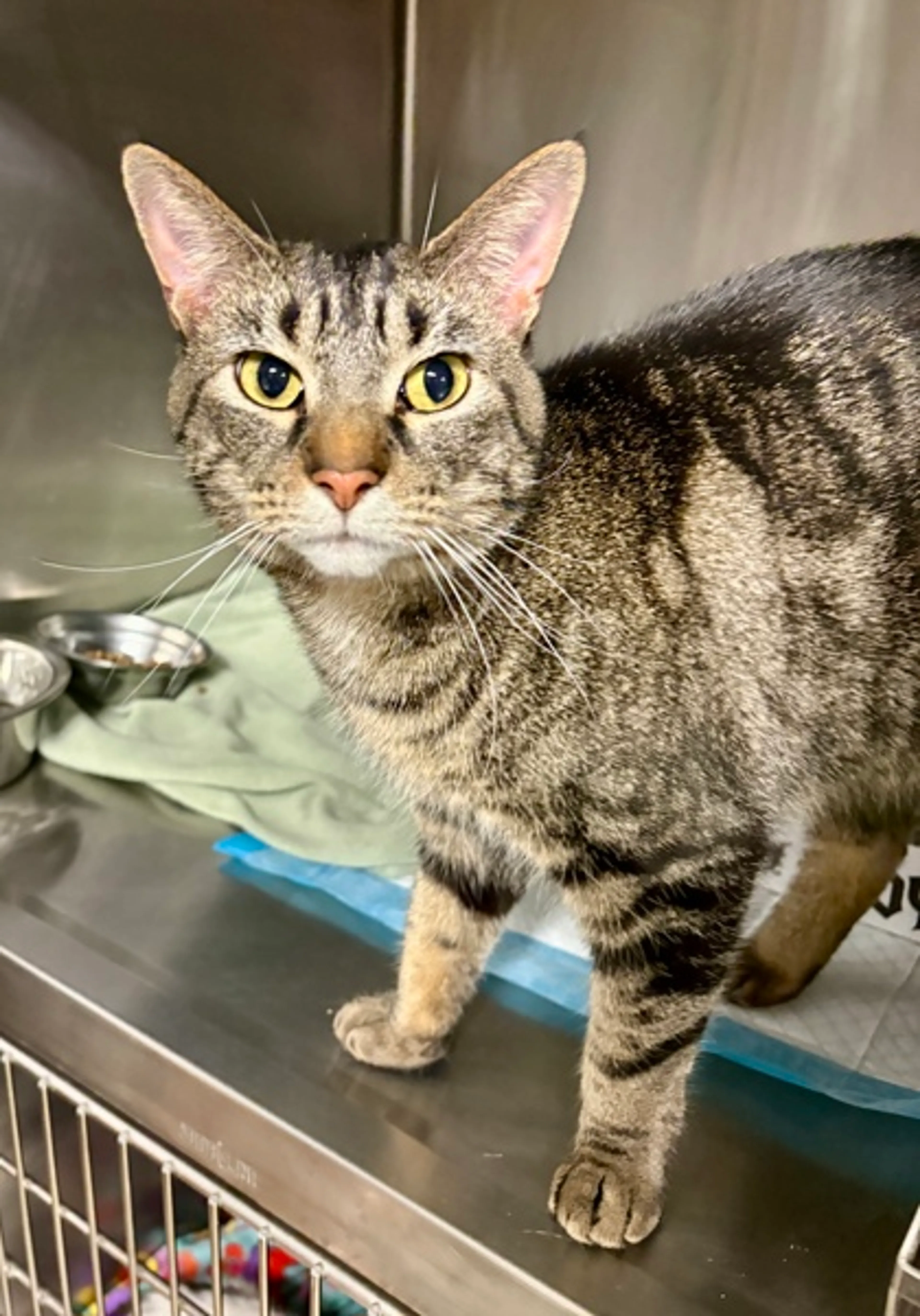 Found pet-1