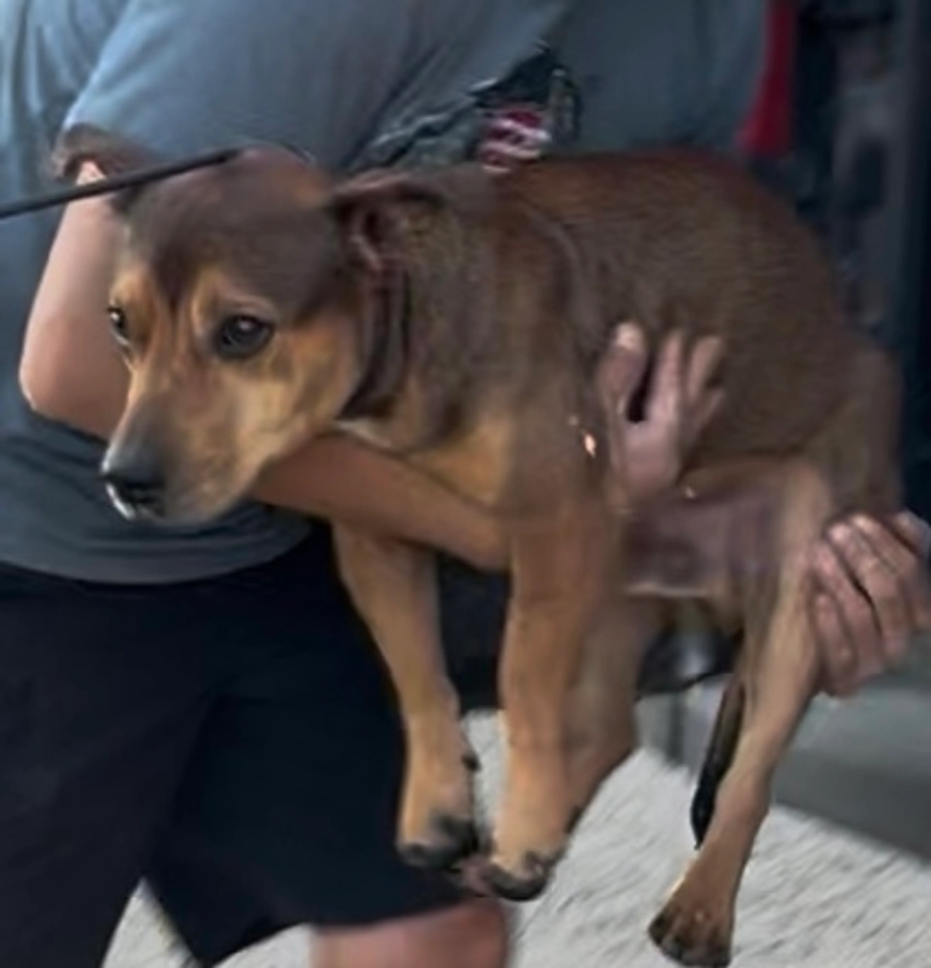 Found pet-1