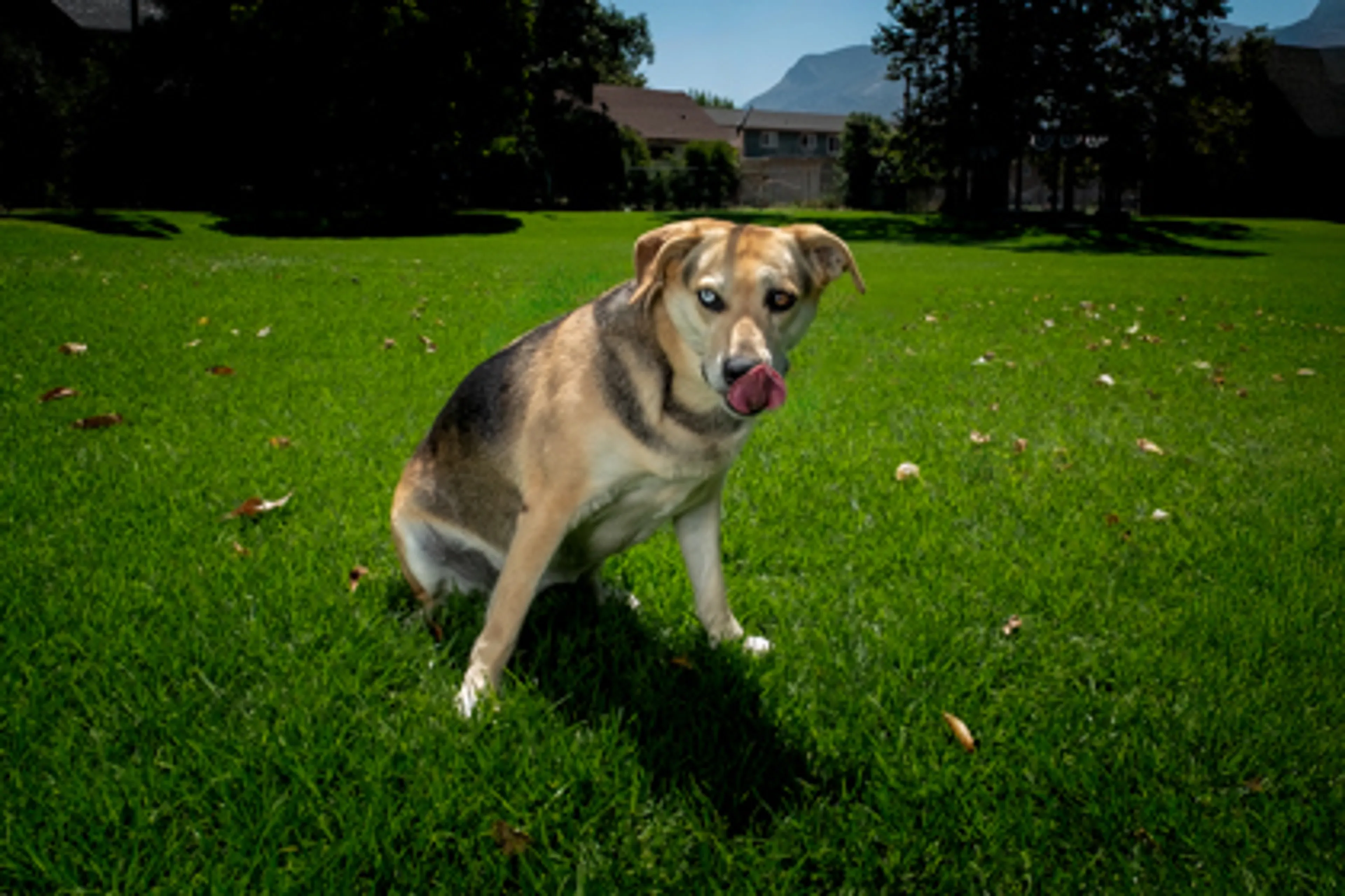 cdn image
