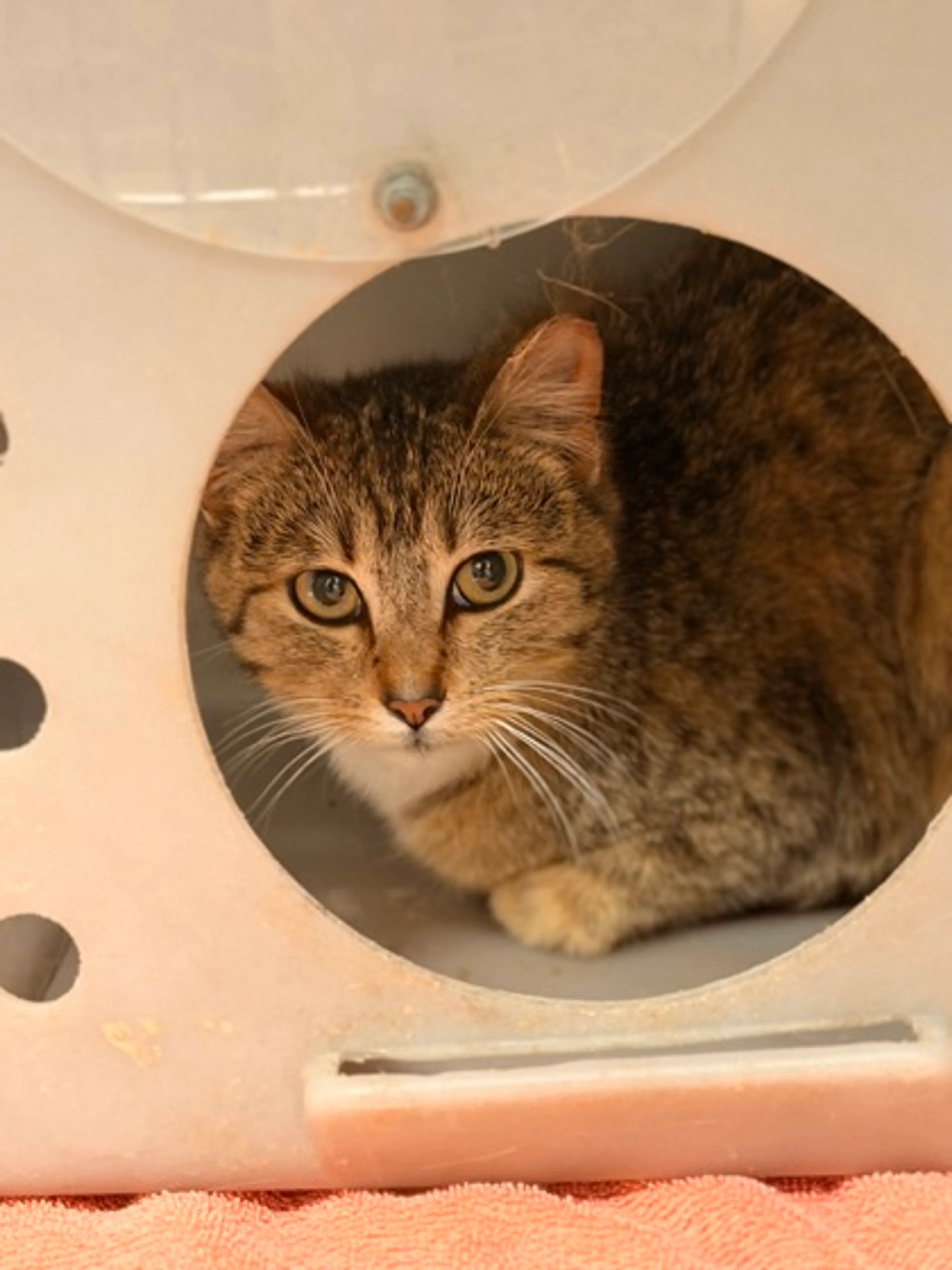 Found pet-1