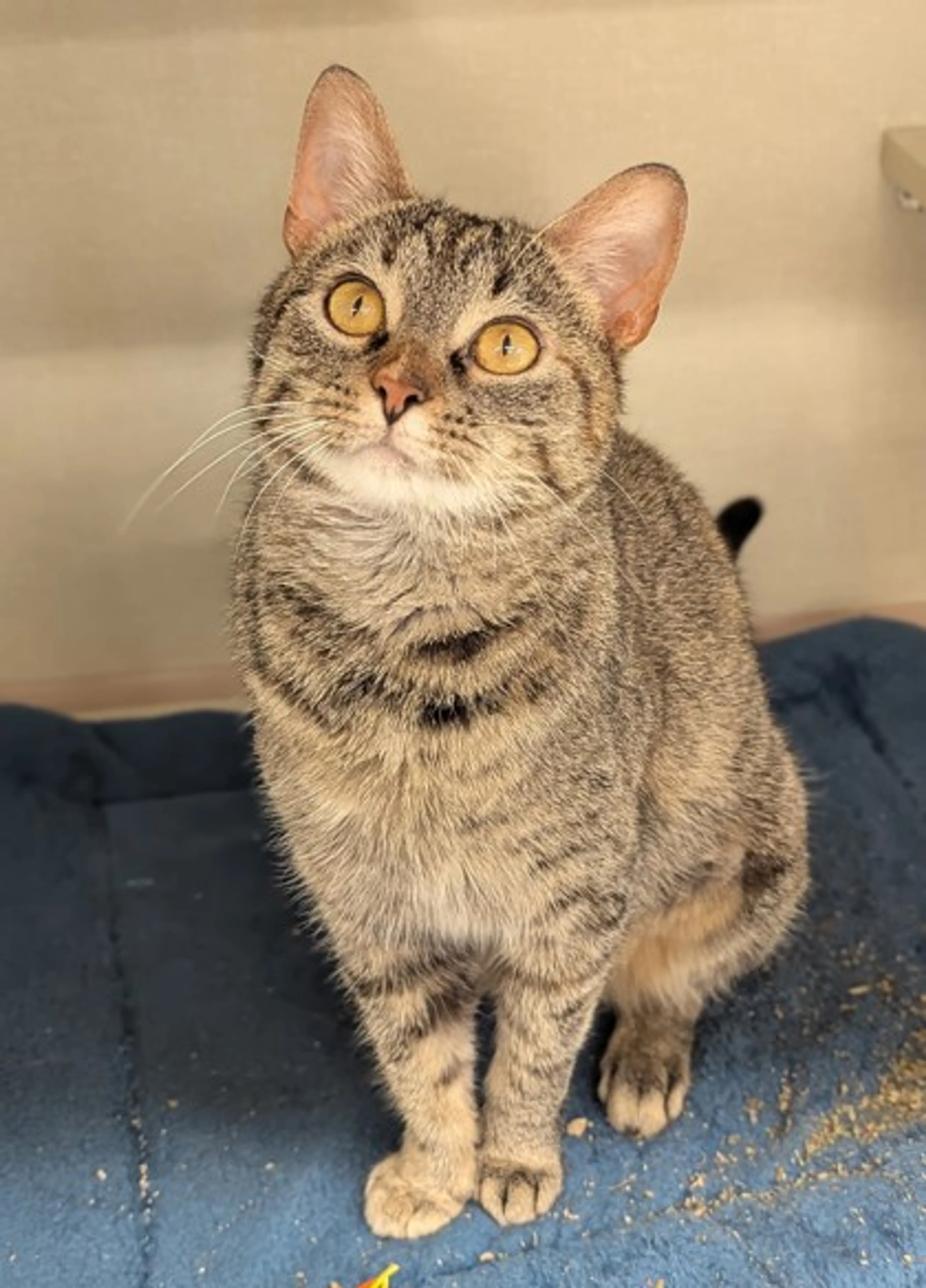 Found pet-1