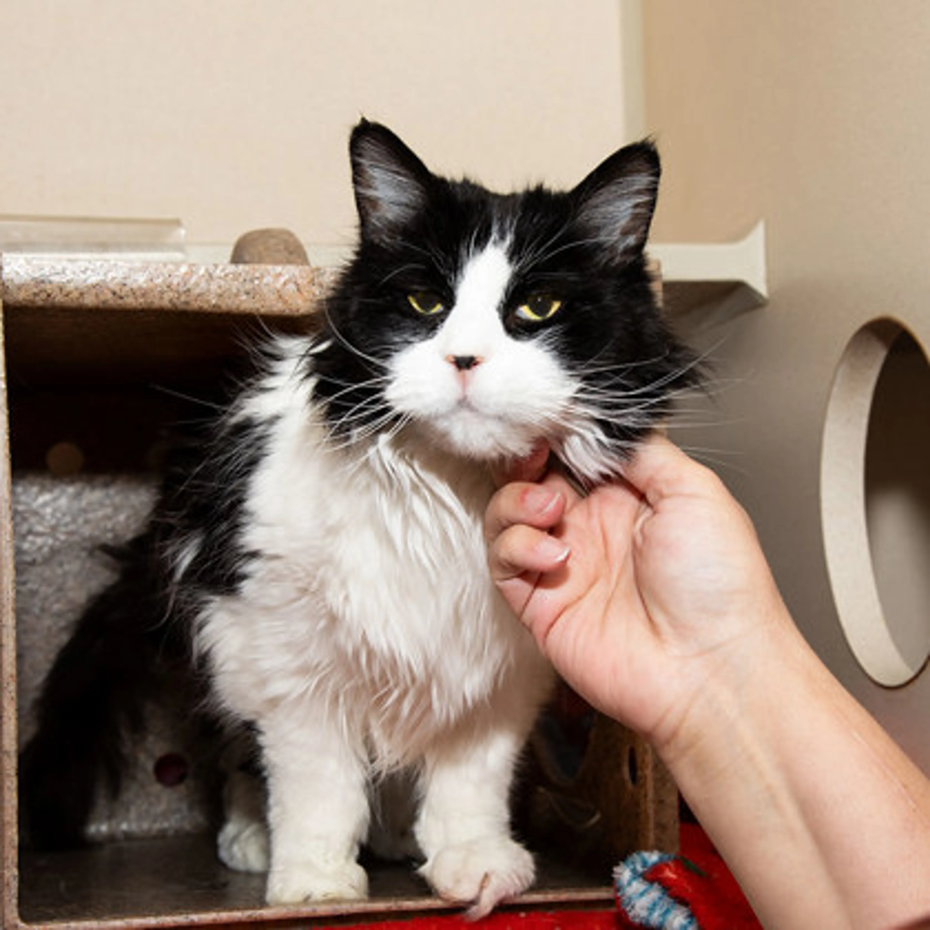 Found pet-1