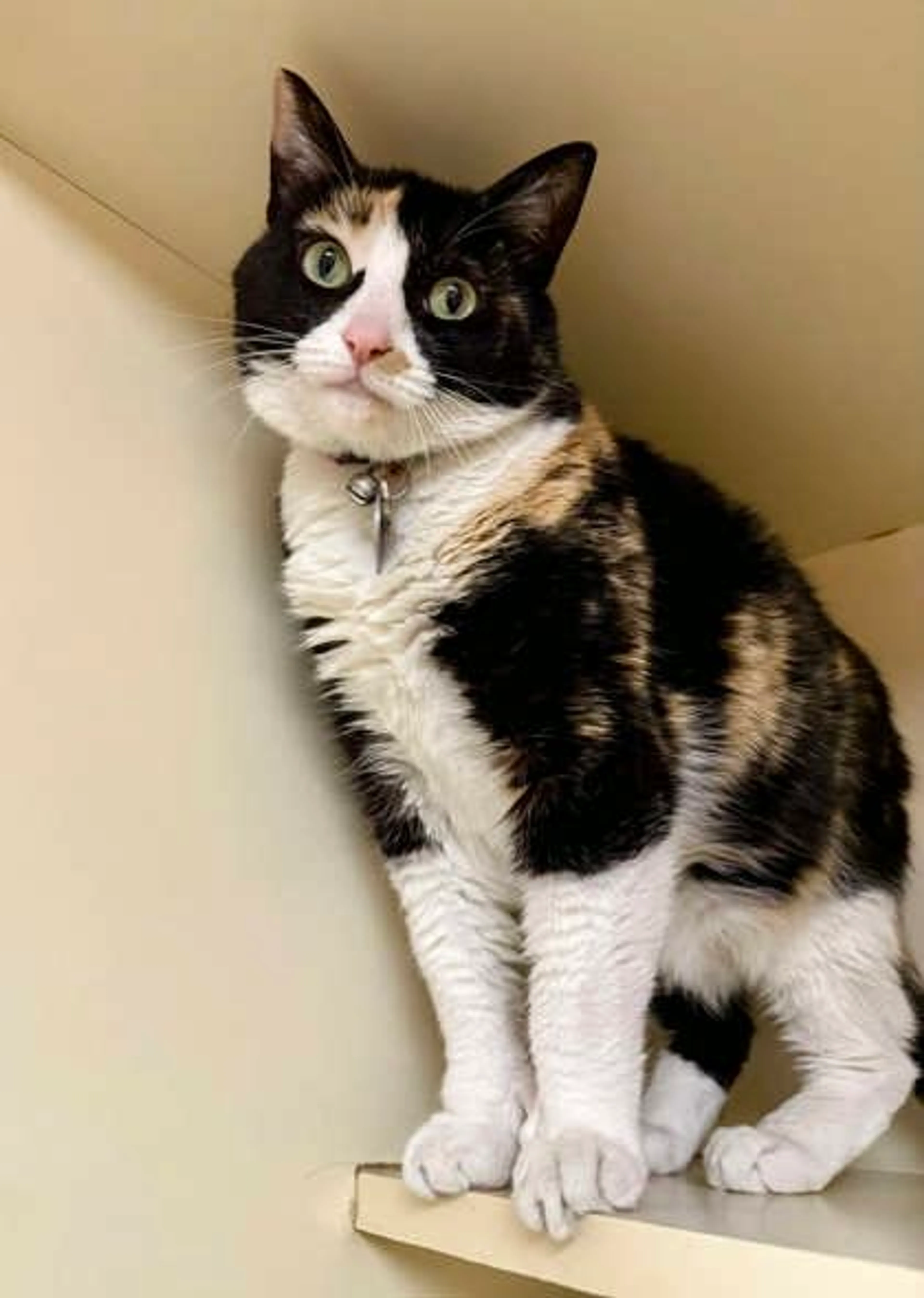Found pet-1