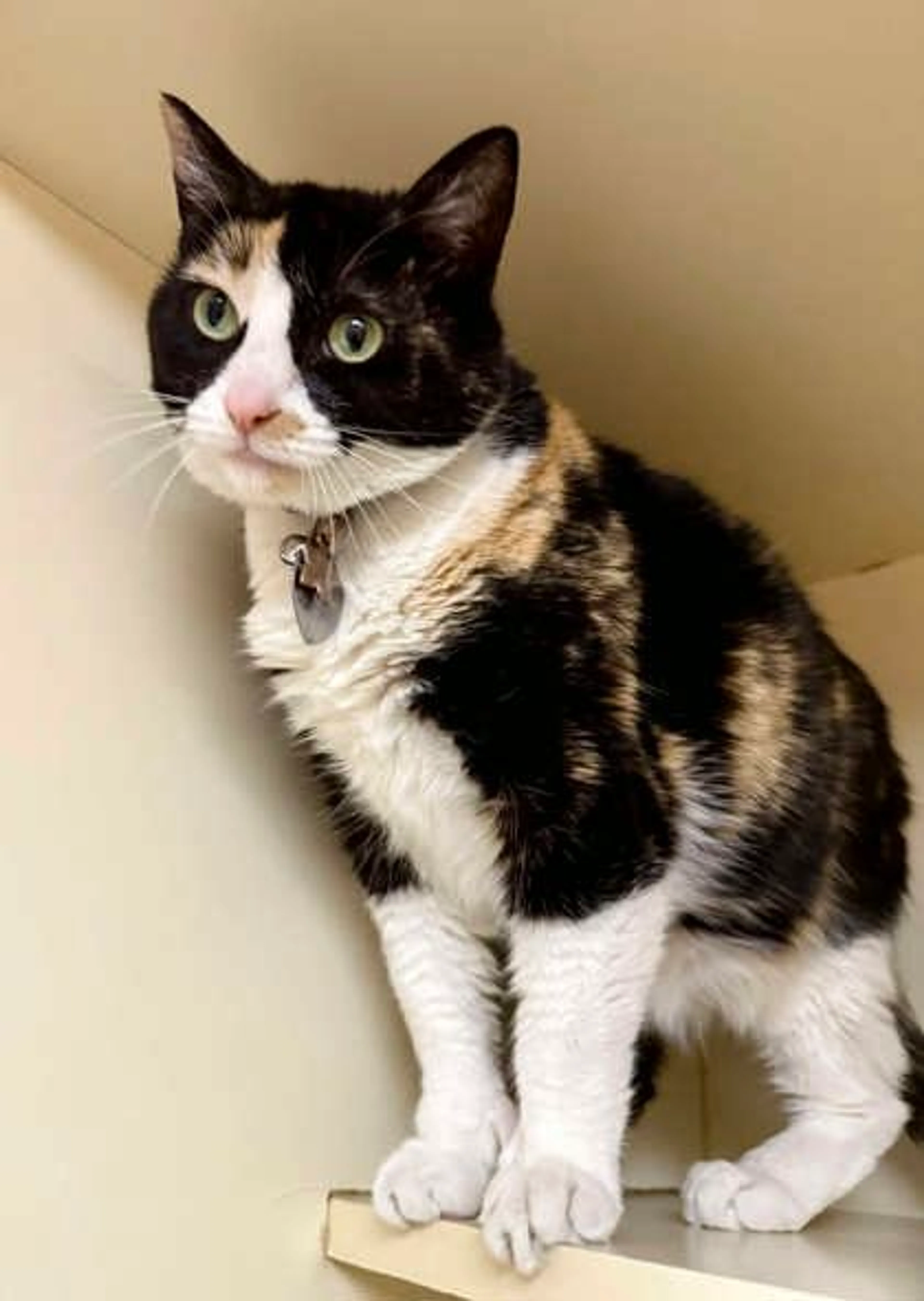 Found pet-2