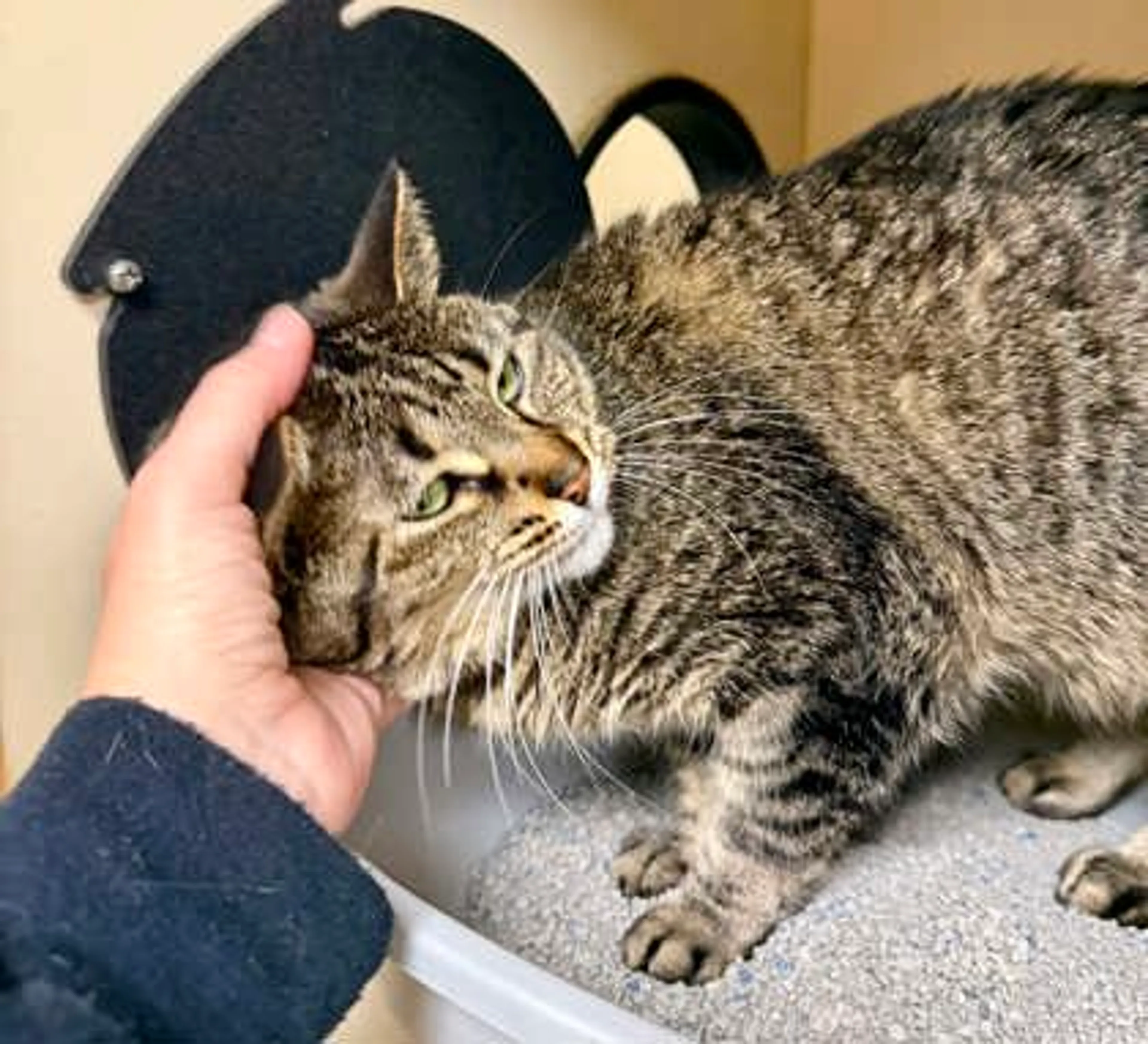 Found pet-2