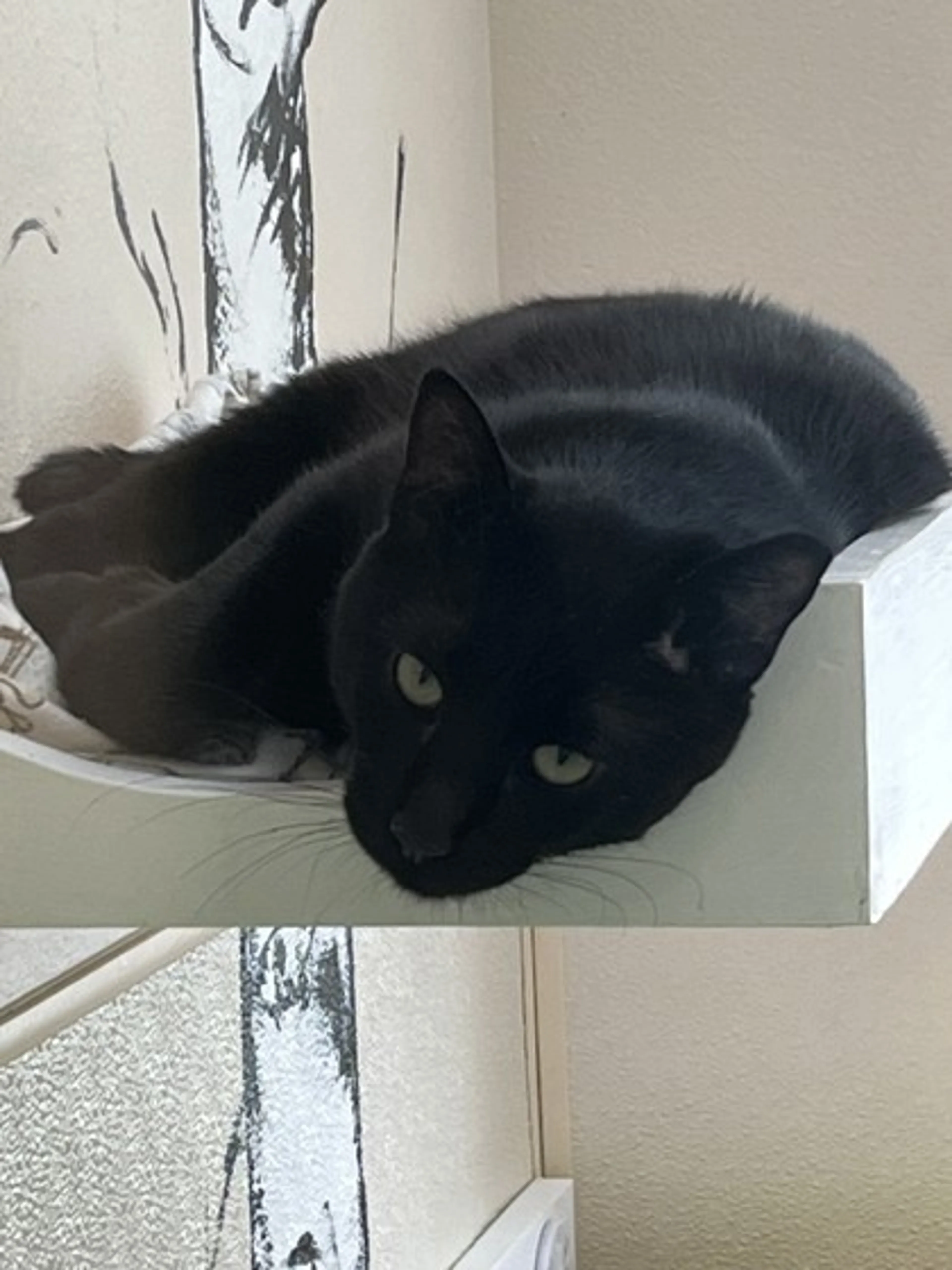 Found pet-1