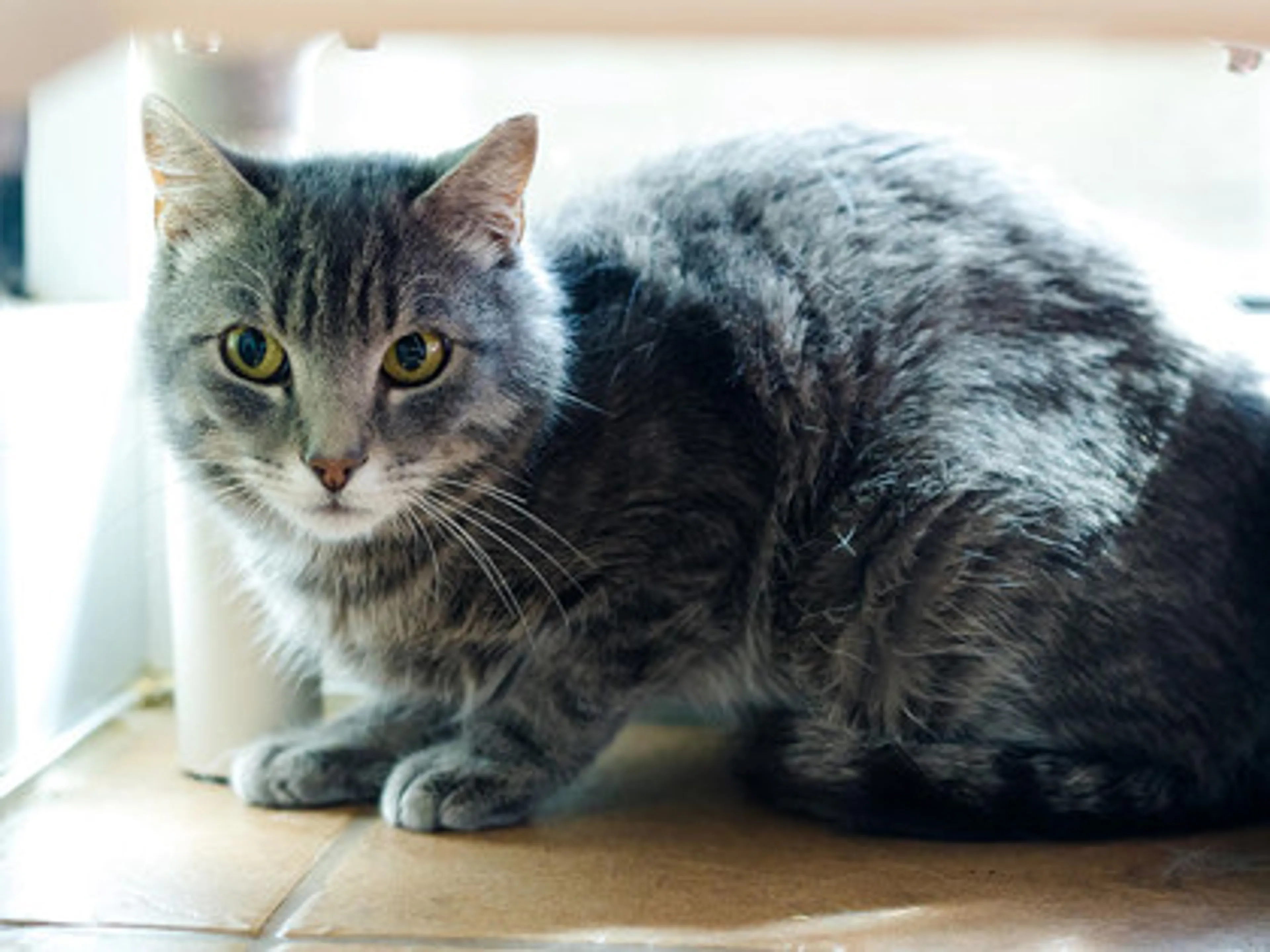 Found pet-2