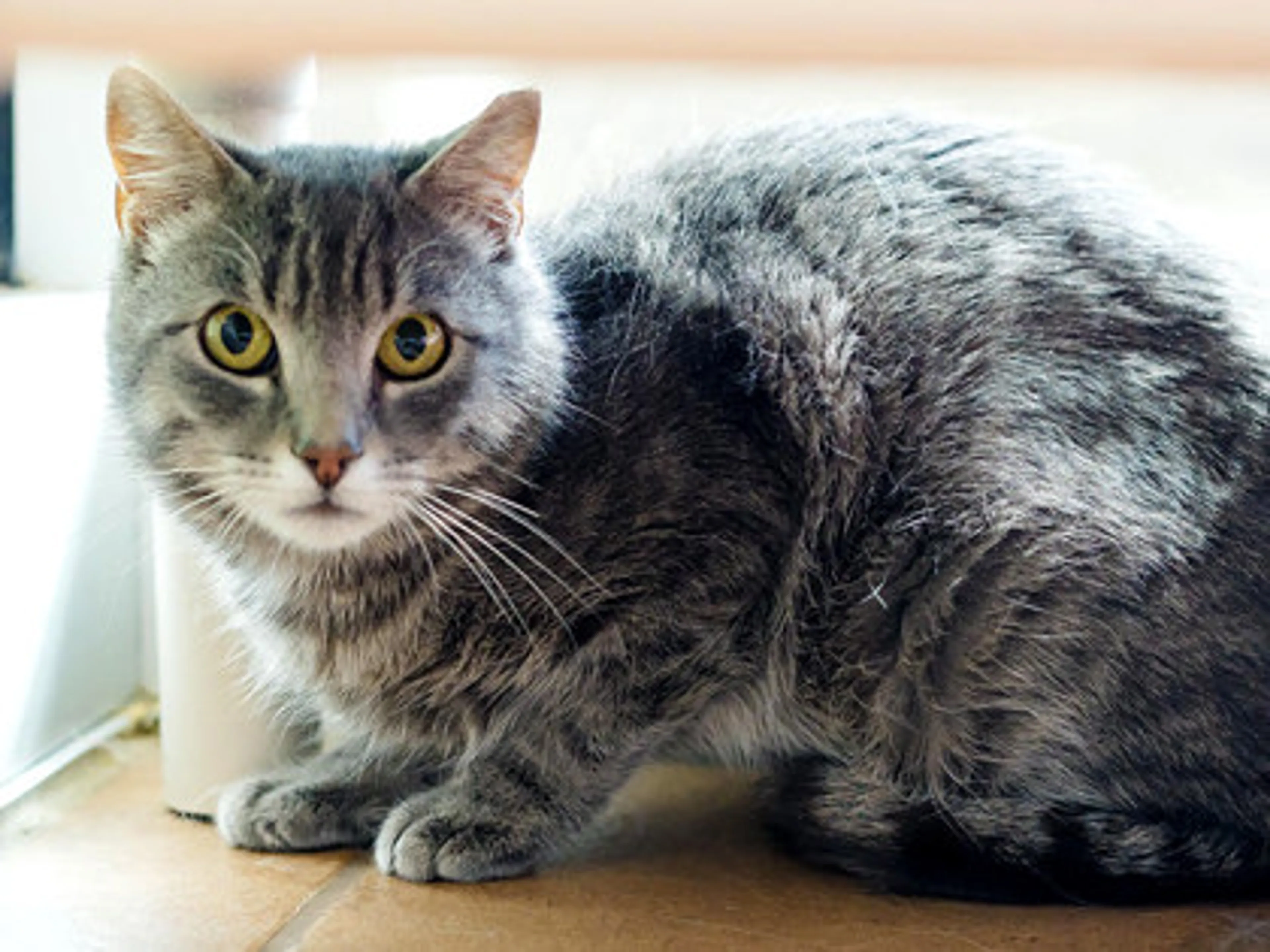 Found pet-1
