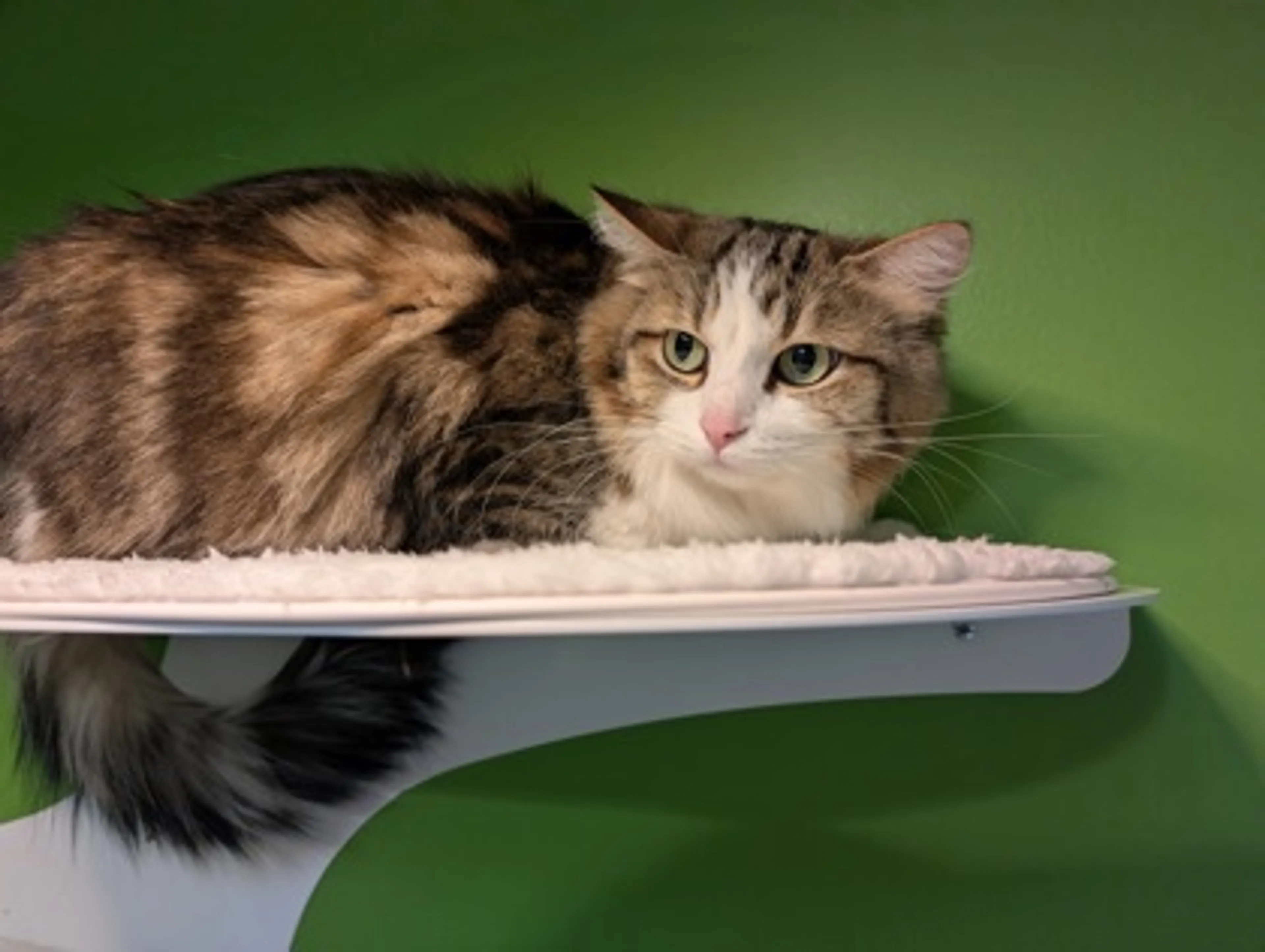 Found pet-2