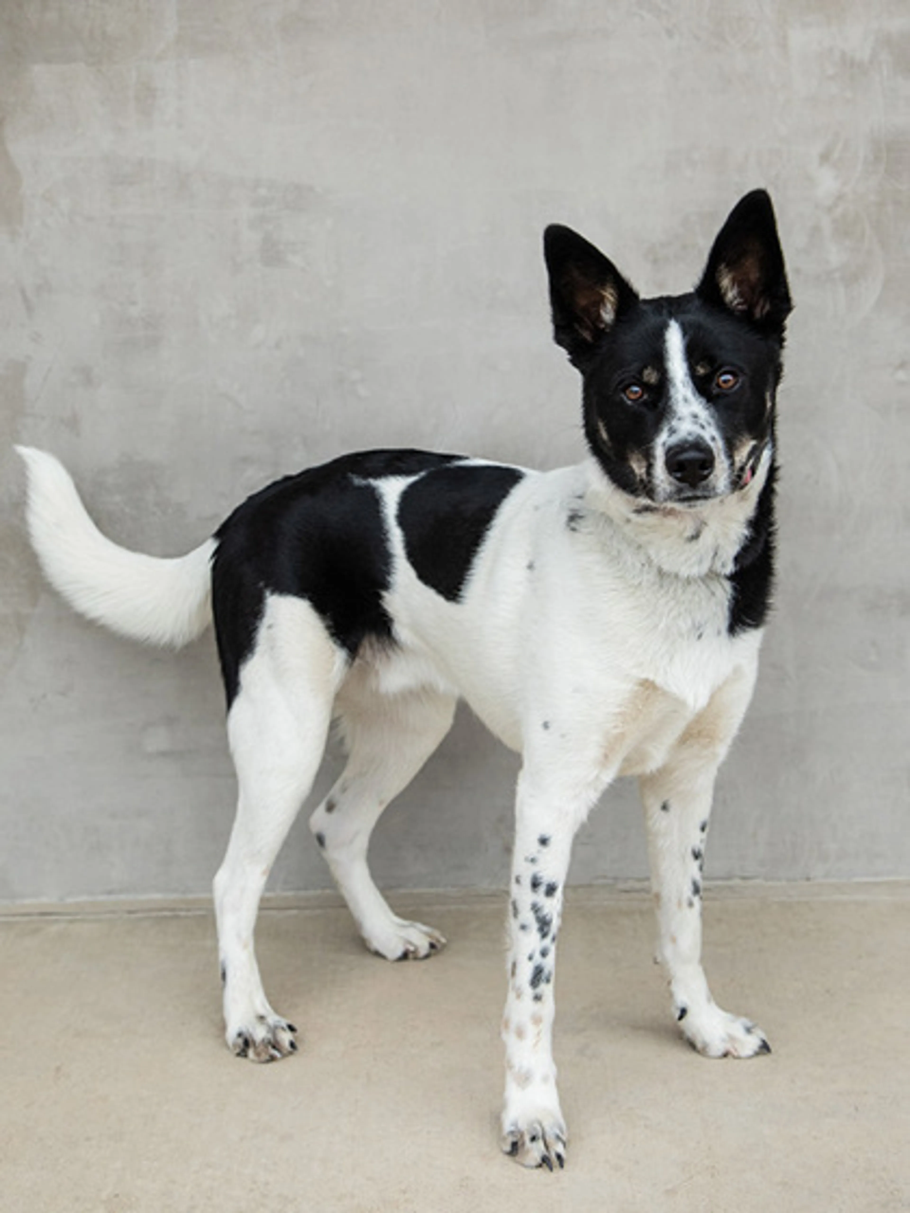 Found pet-1