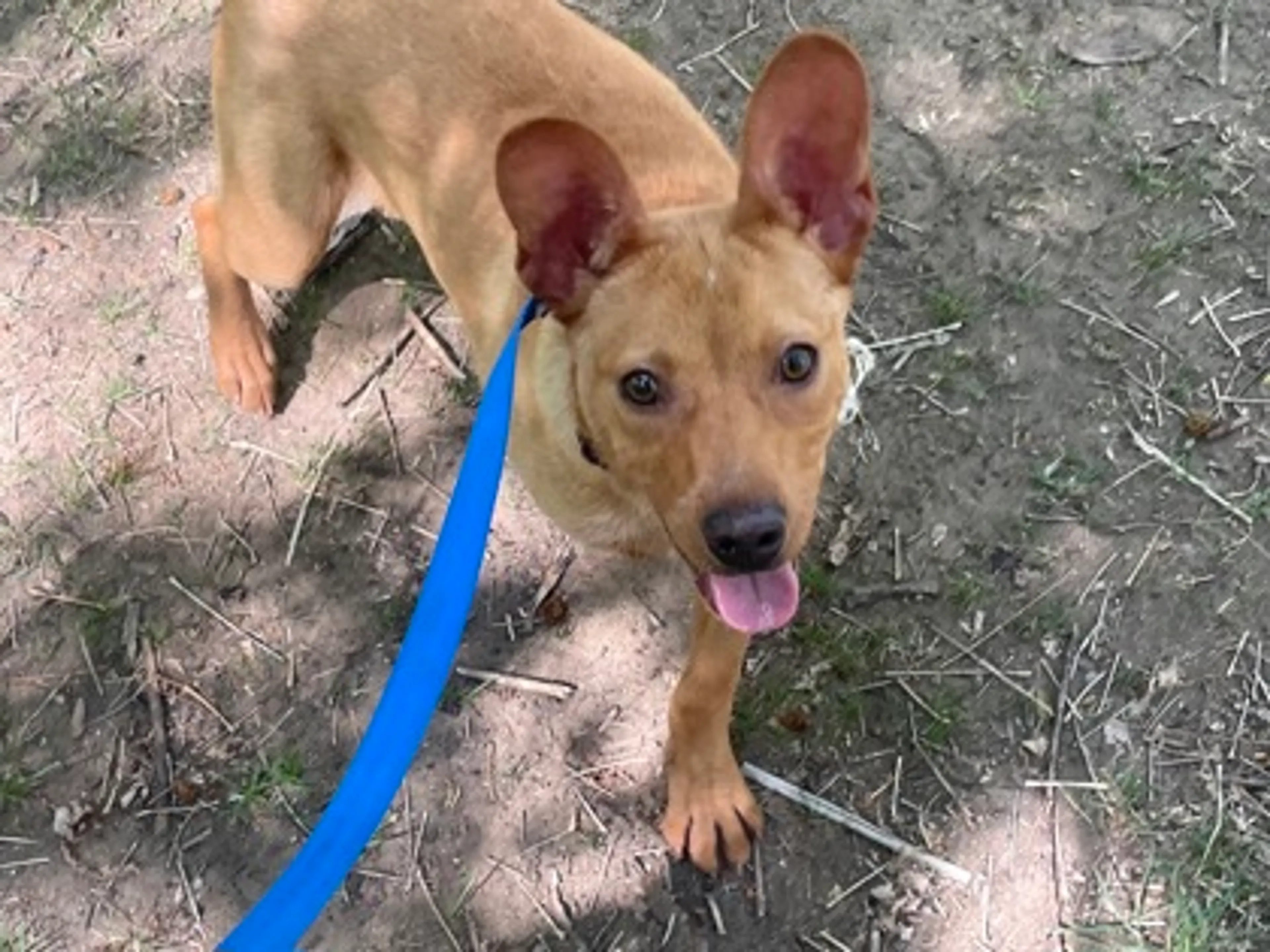 Found pet-2