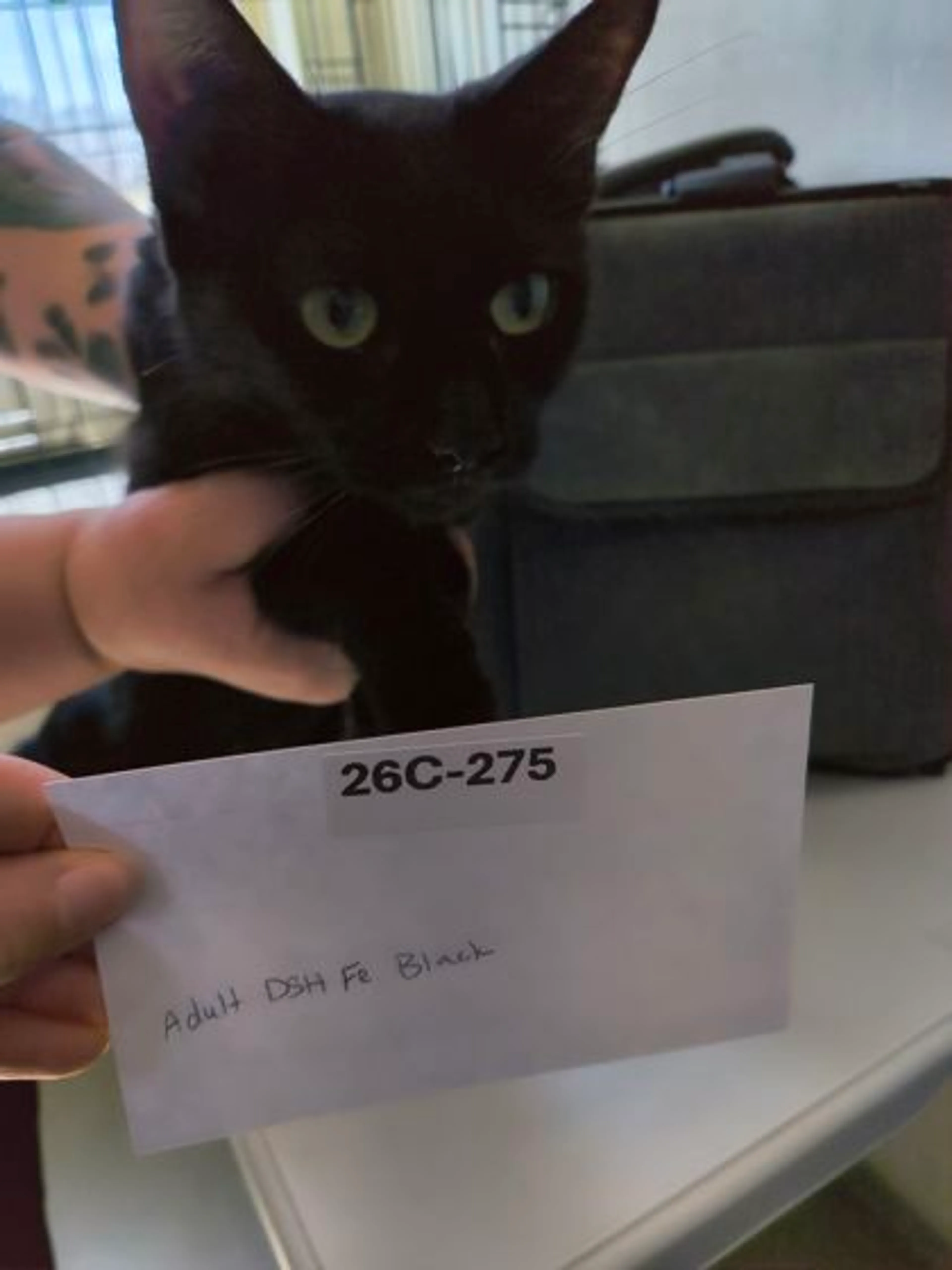 Found pet-2