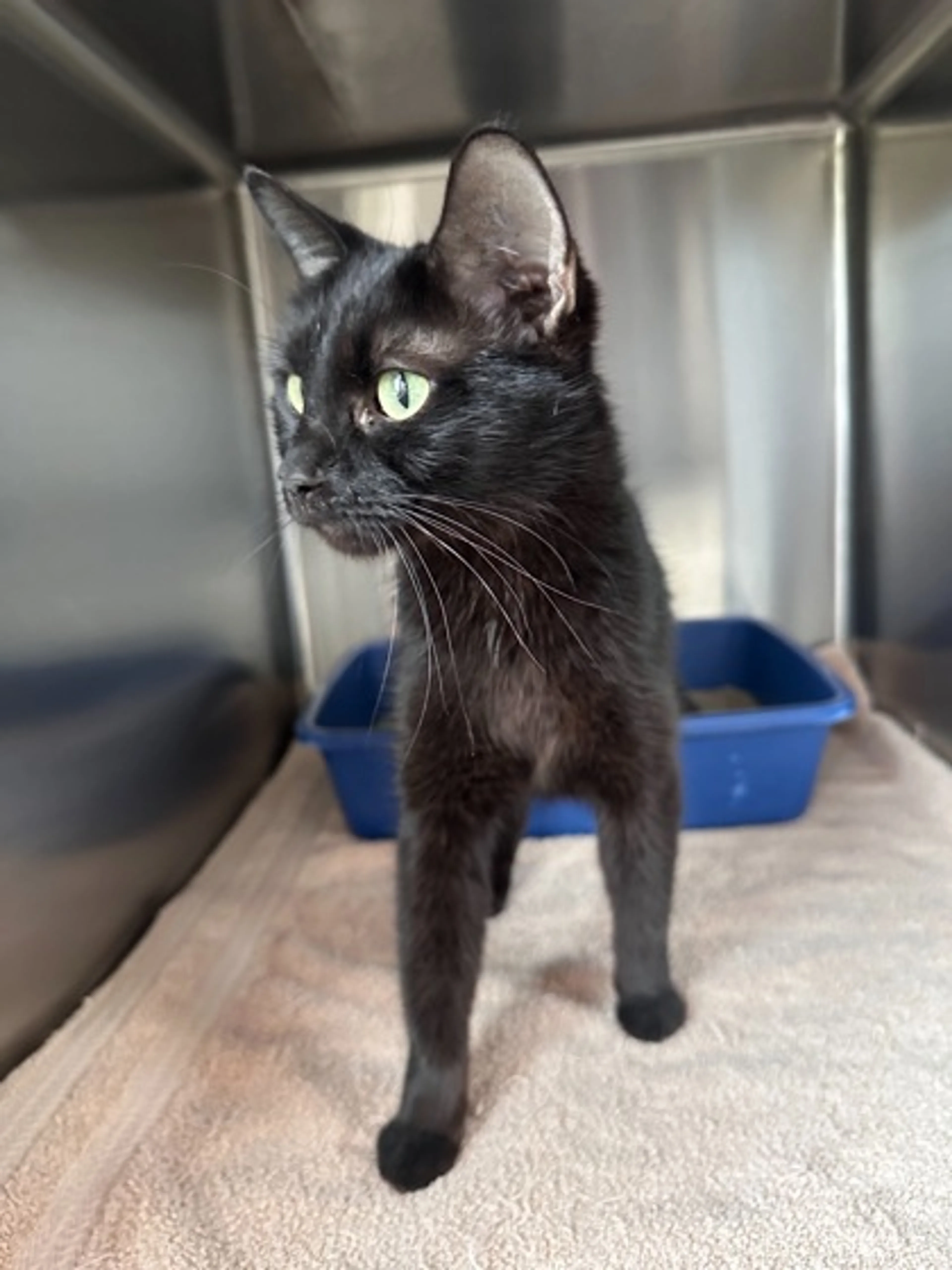 Found pet-1