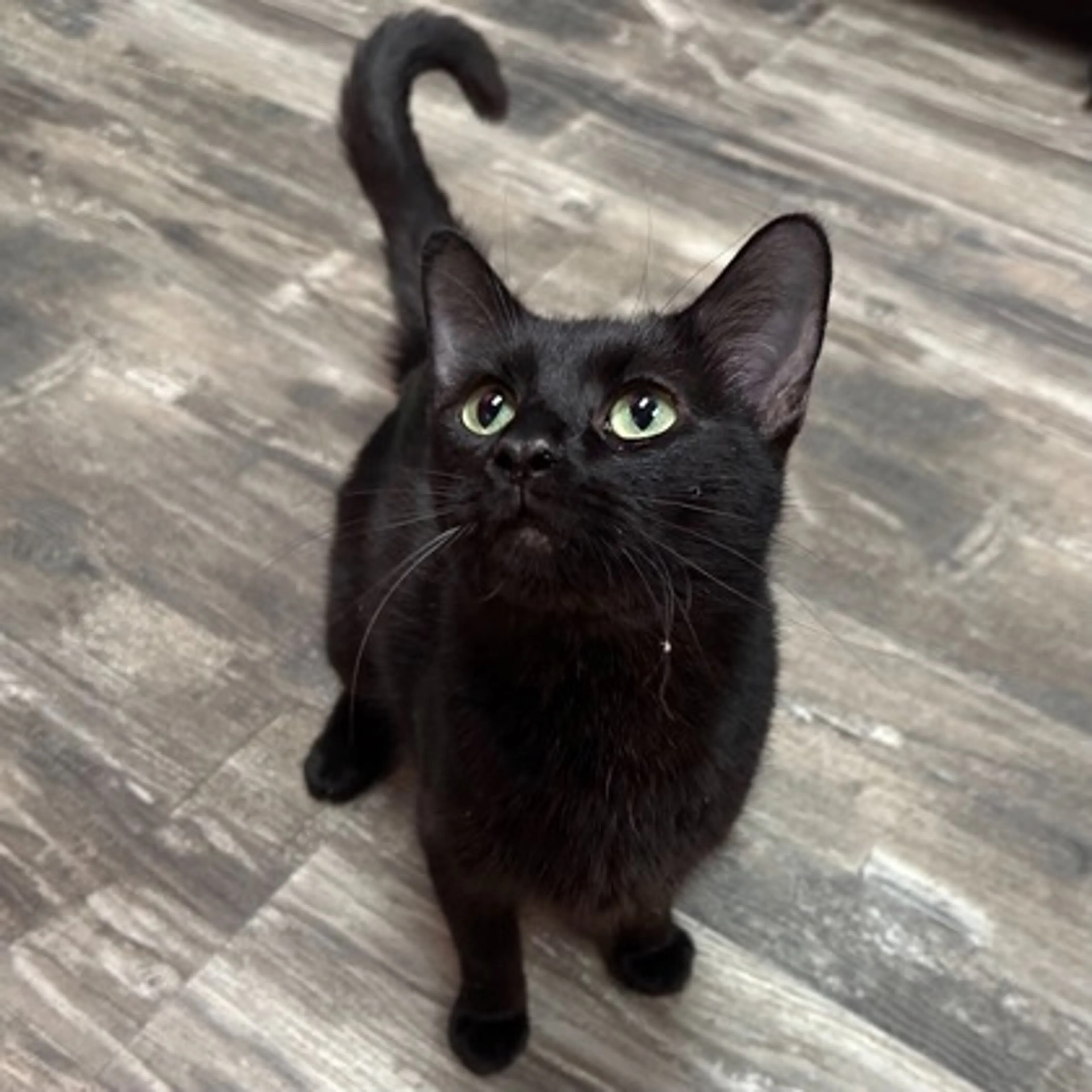Found pet-0