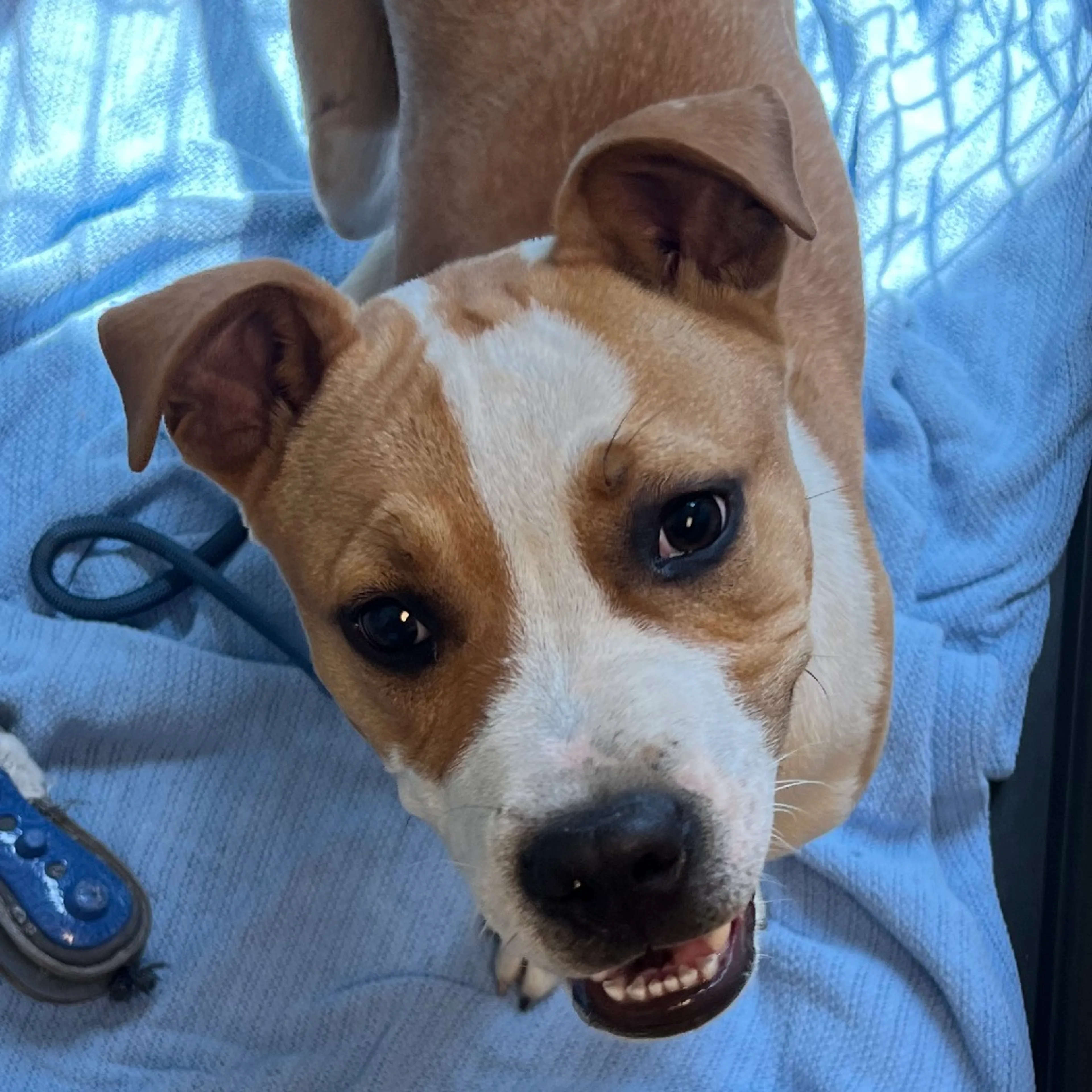 Found pet-3