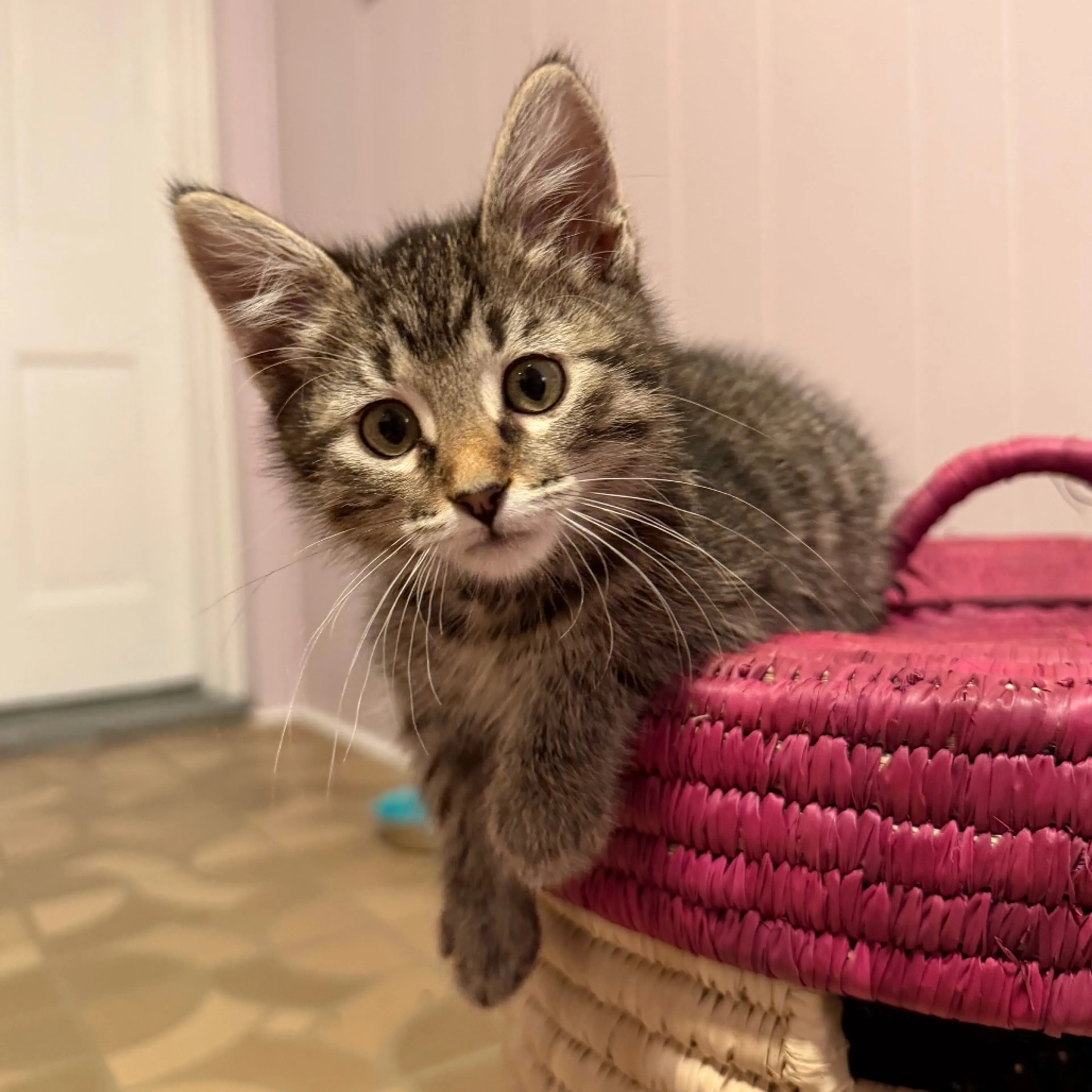 Found pet-0