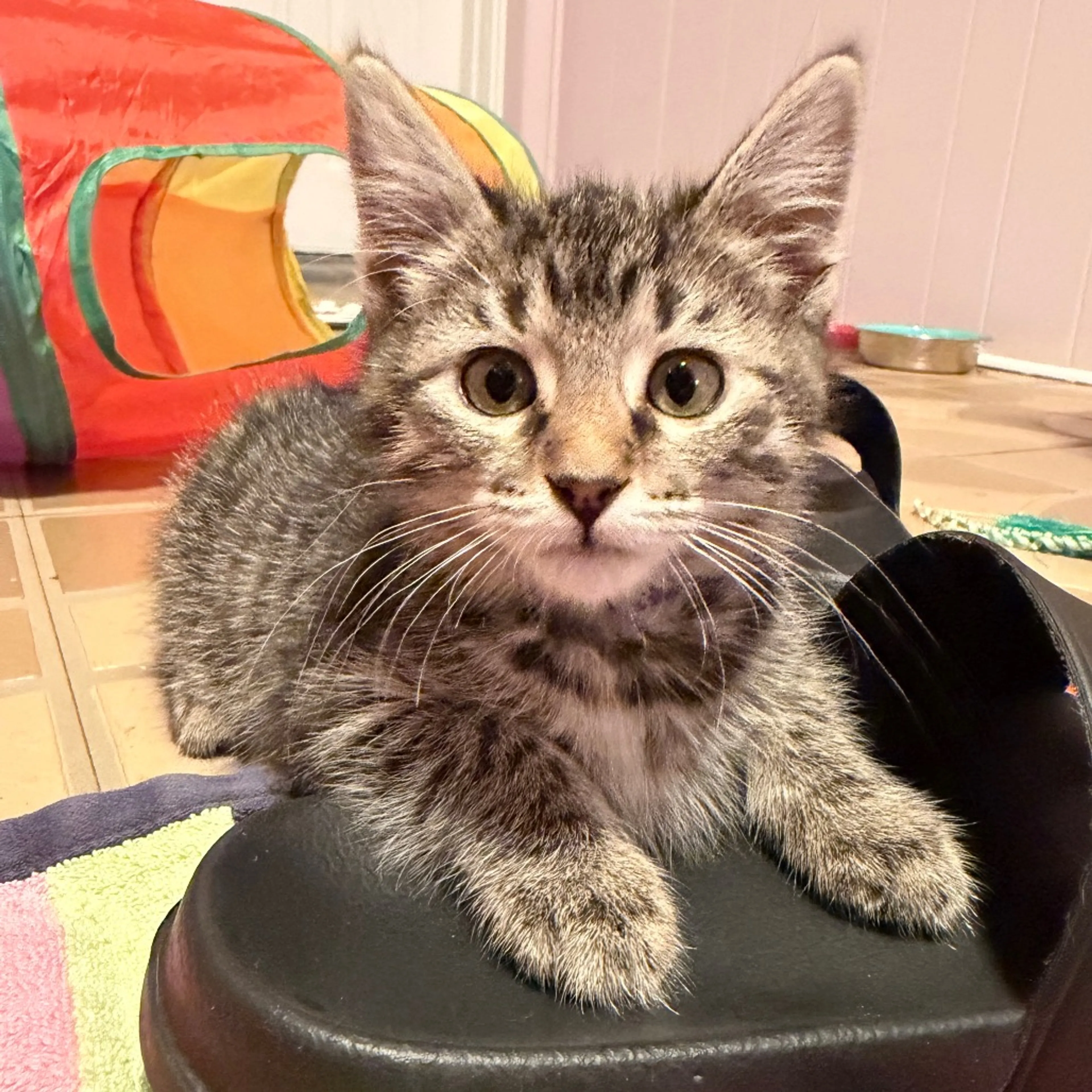 Found pet-6