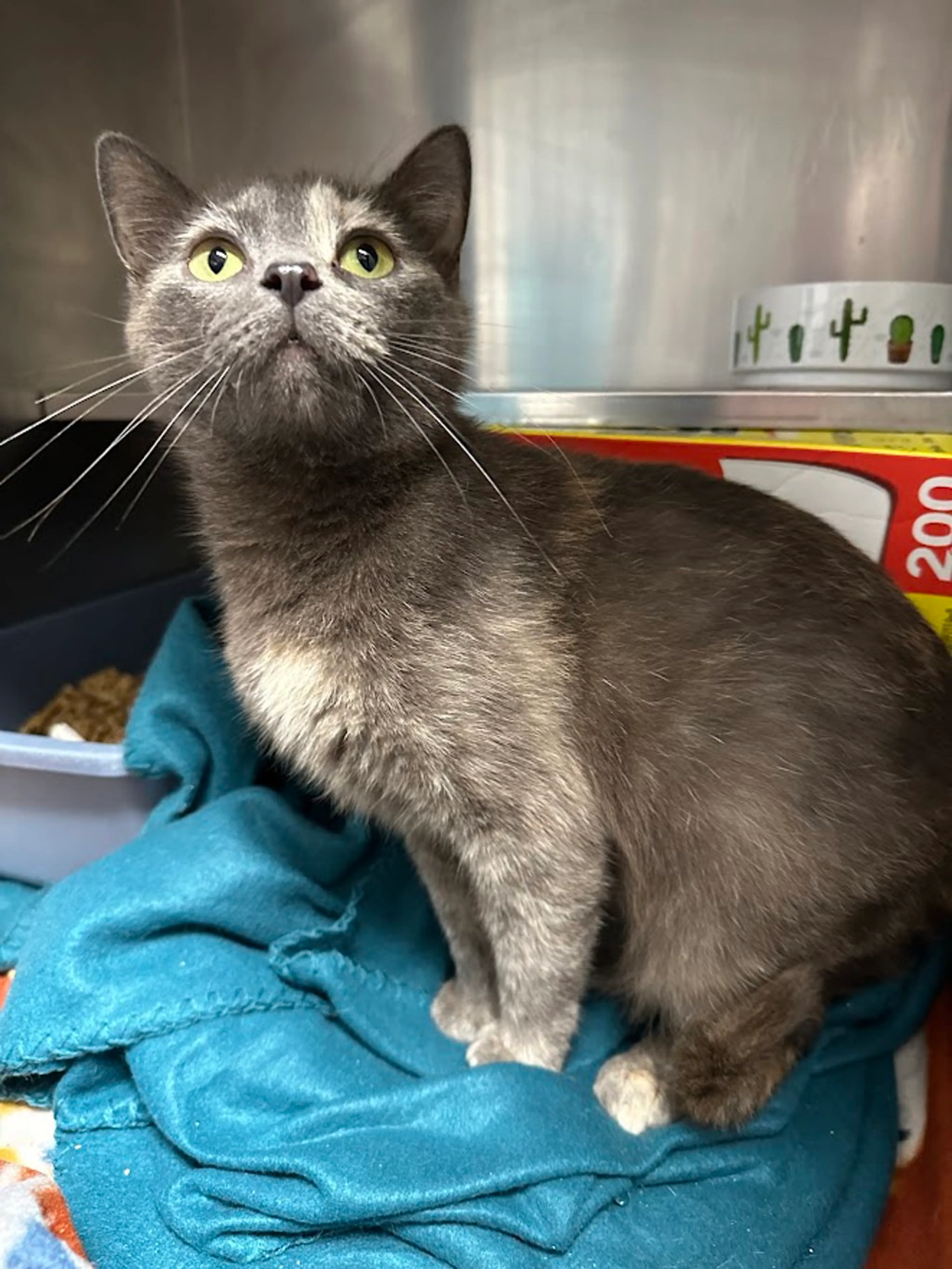 Found pet-1