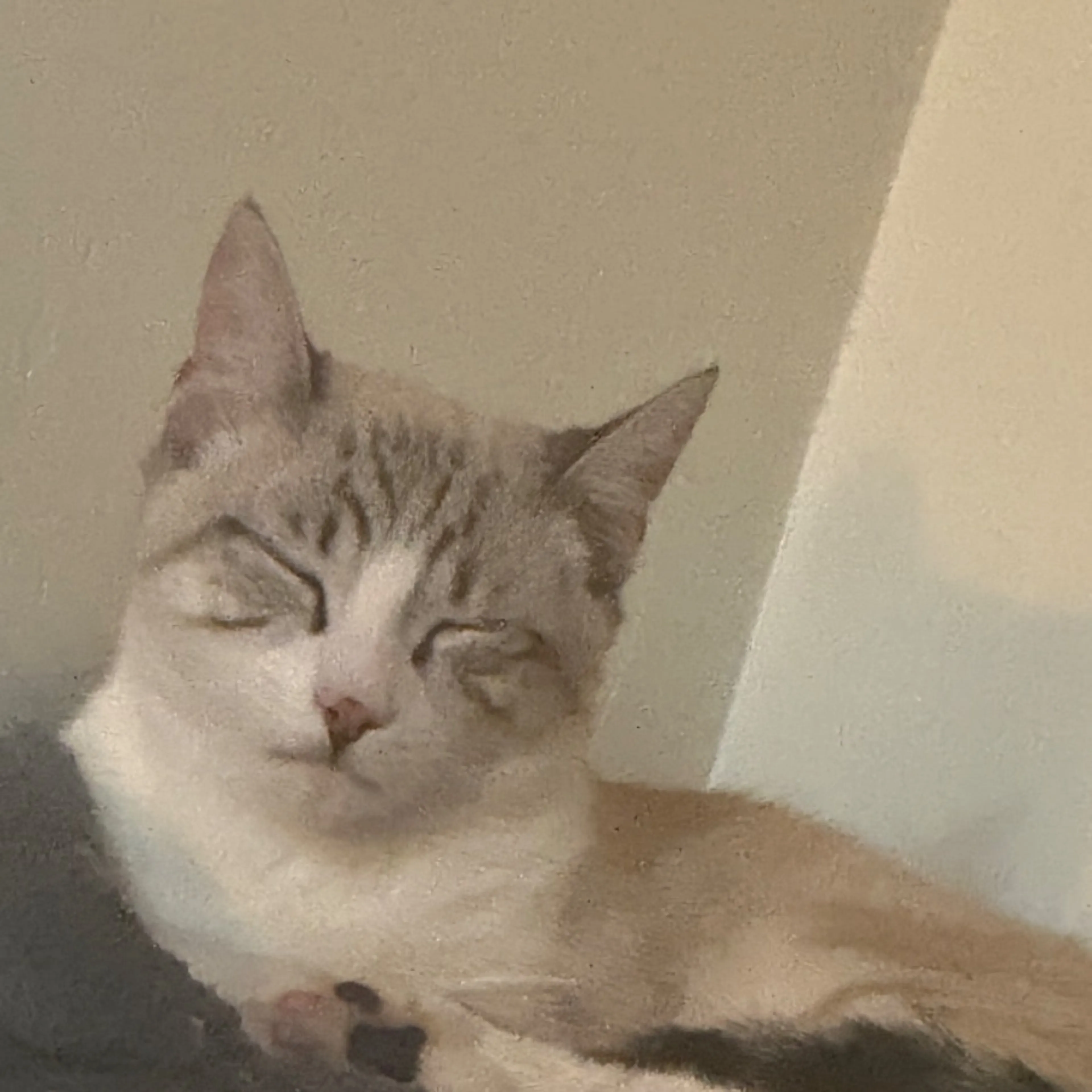 Lost pet-0