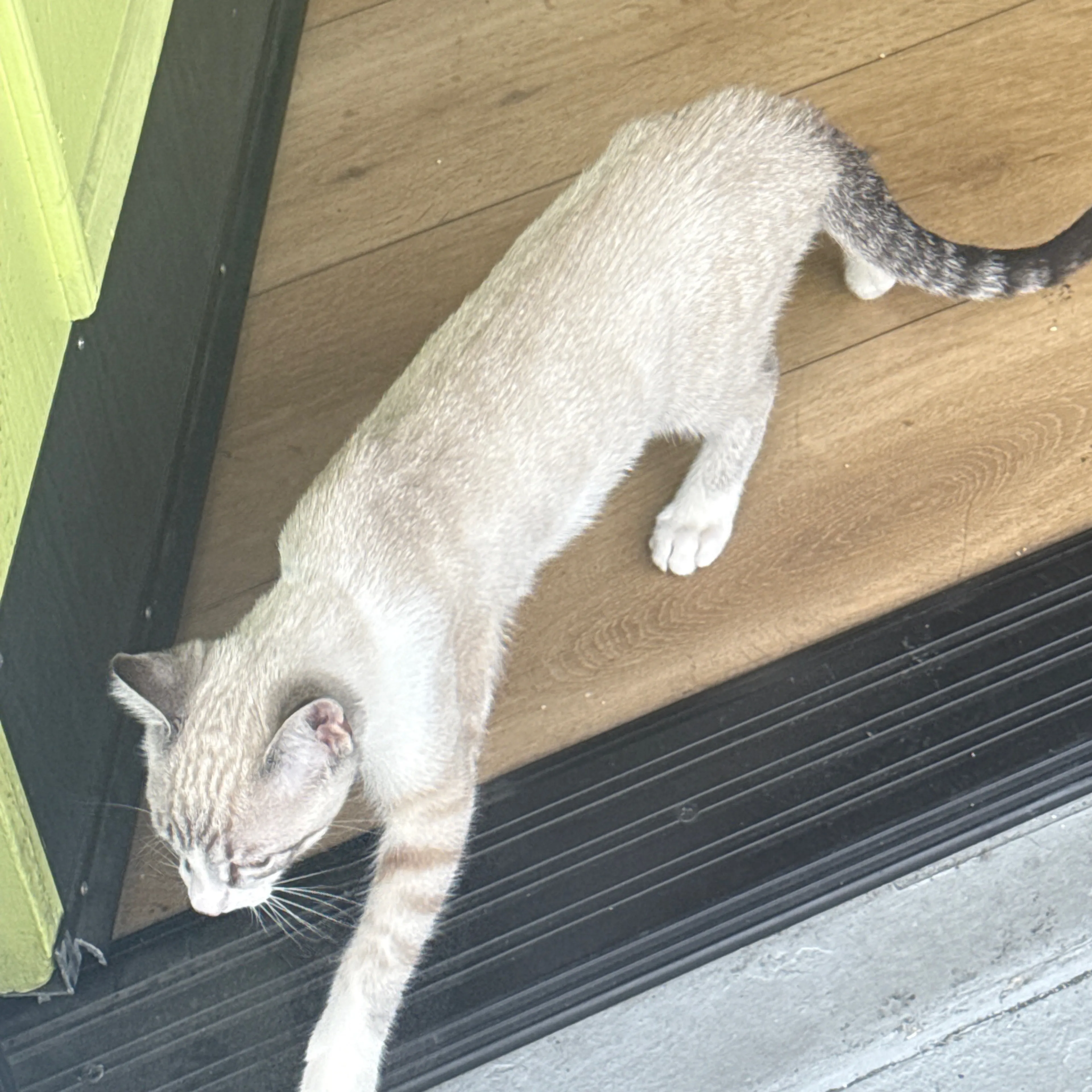 Lost pet-1