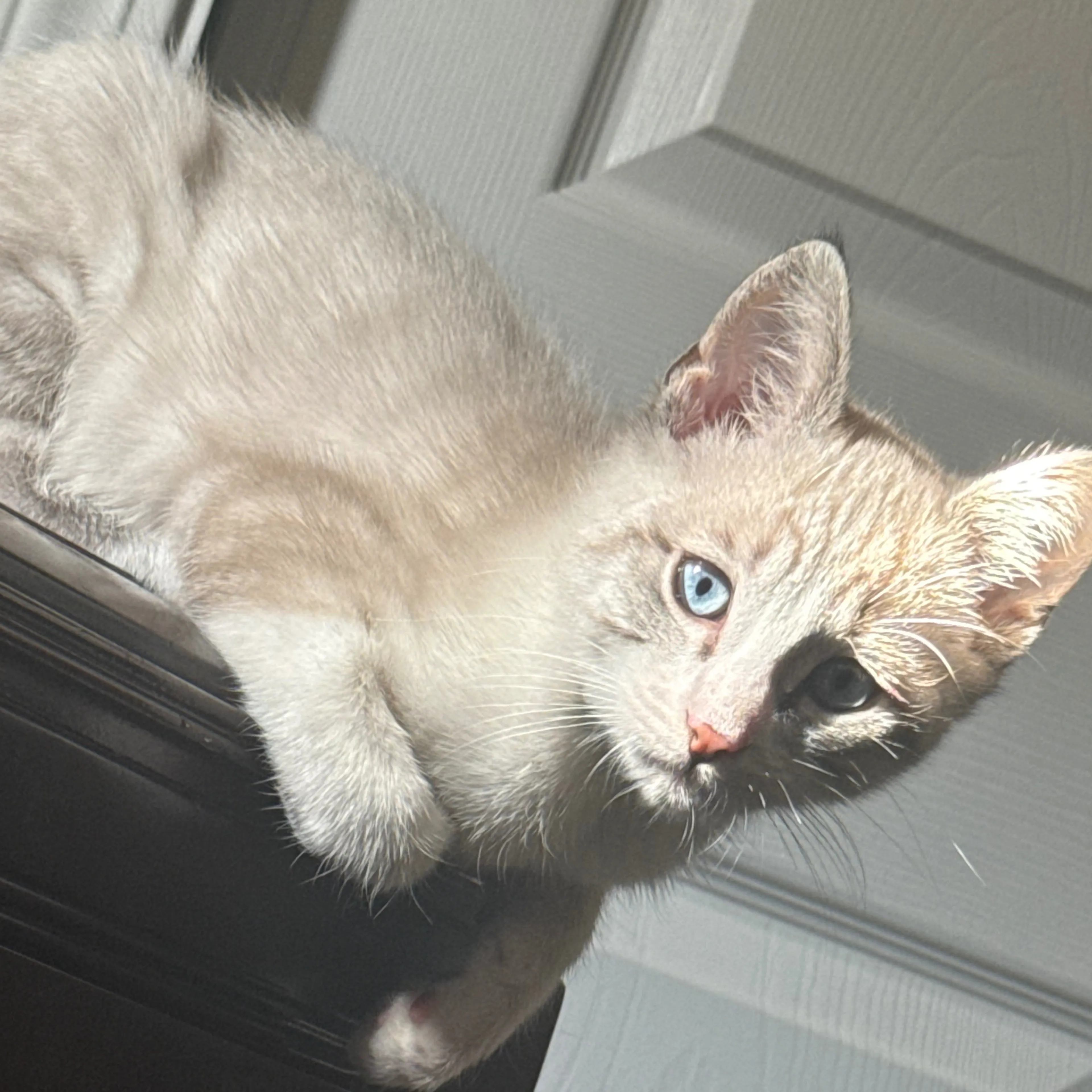 Lost pet-2
