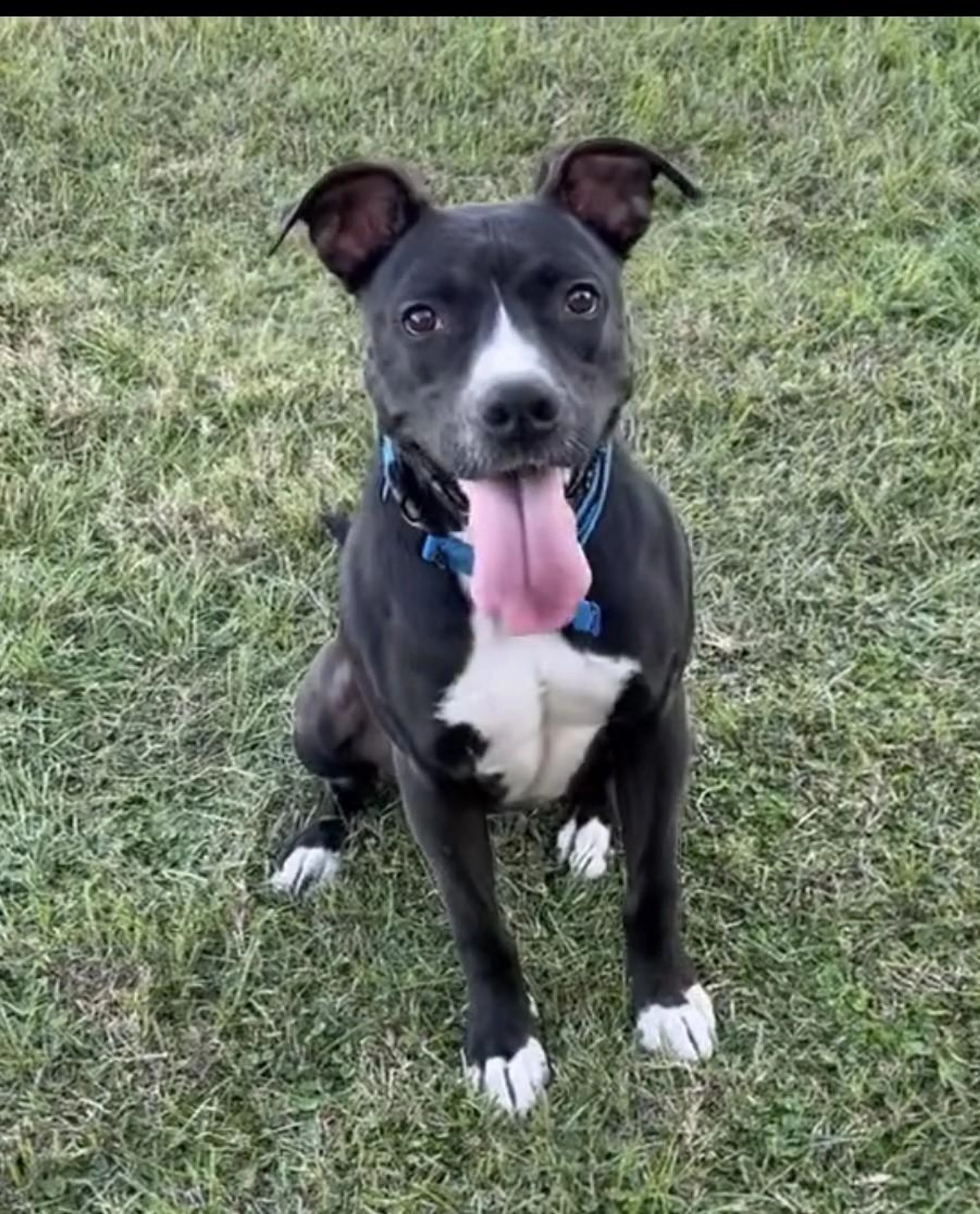 Found pet-3