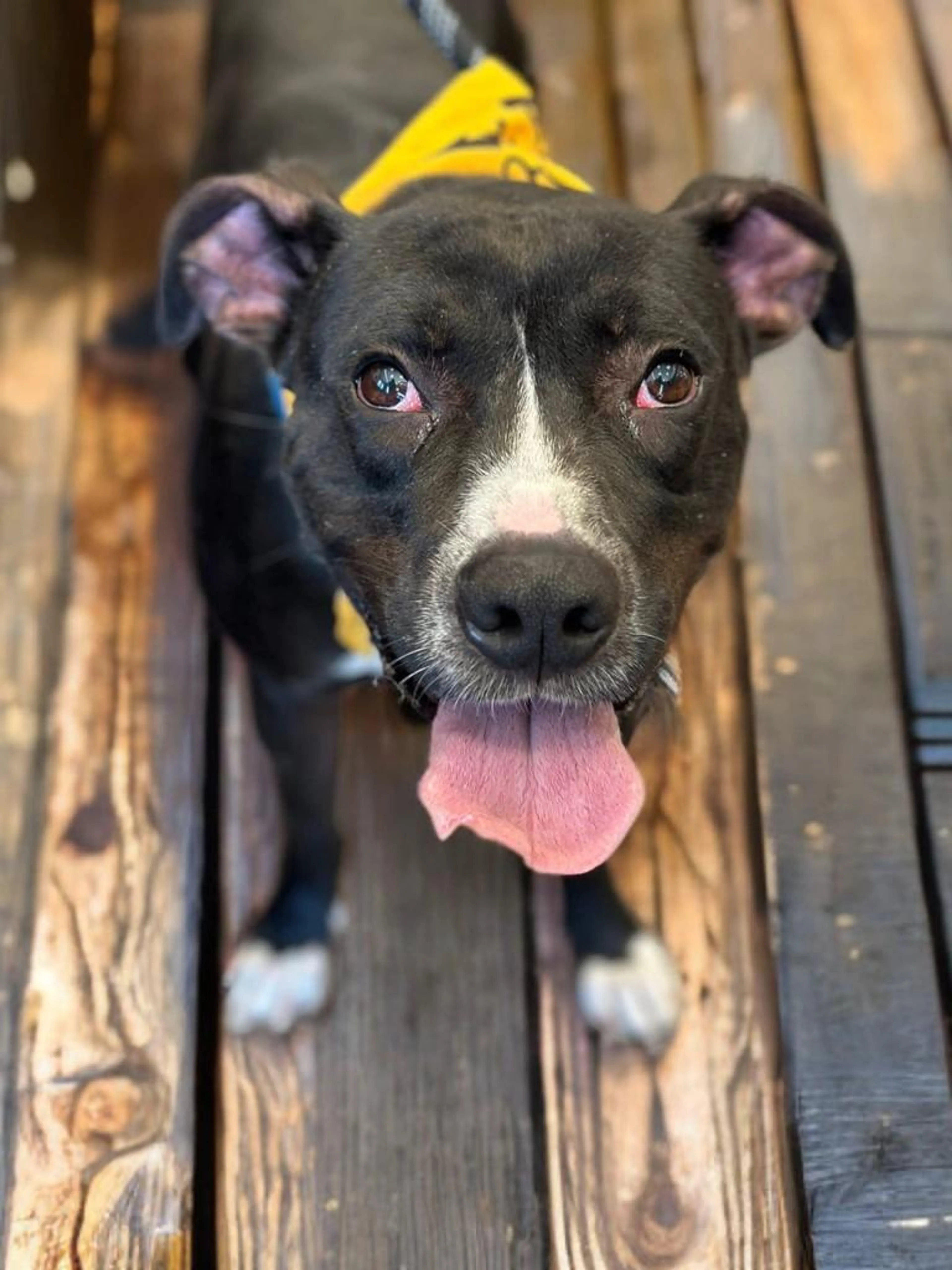Found pet-2