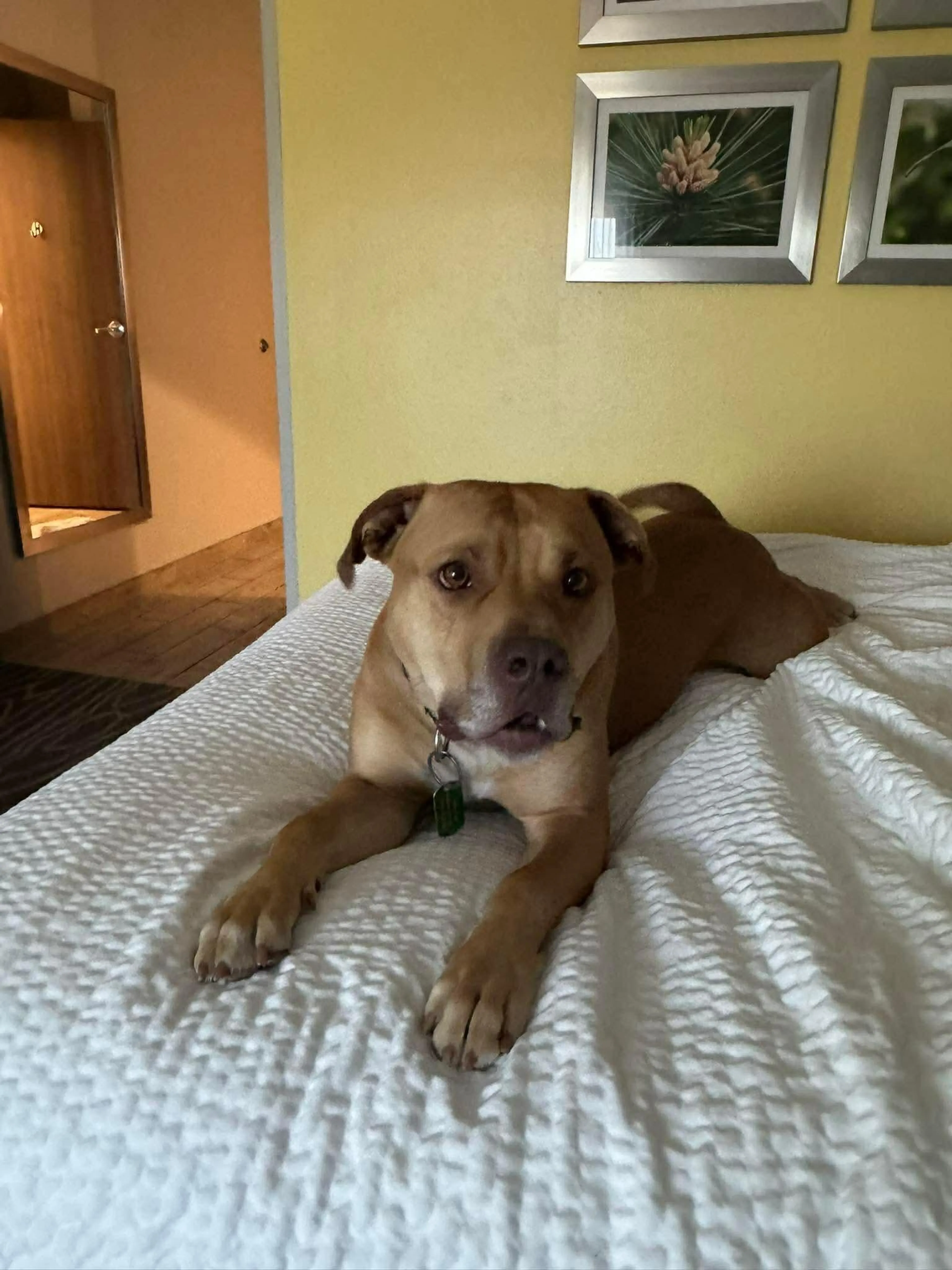 Found pet-1