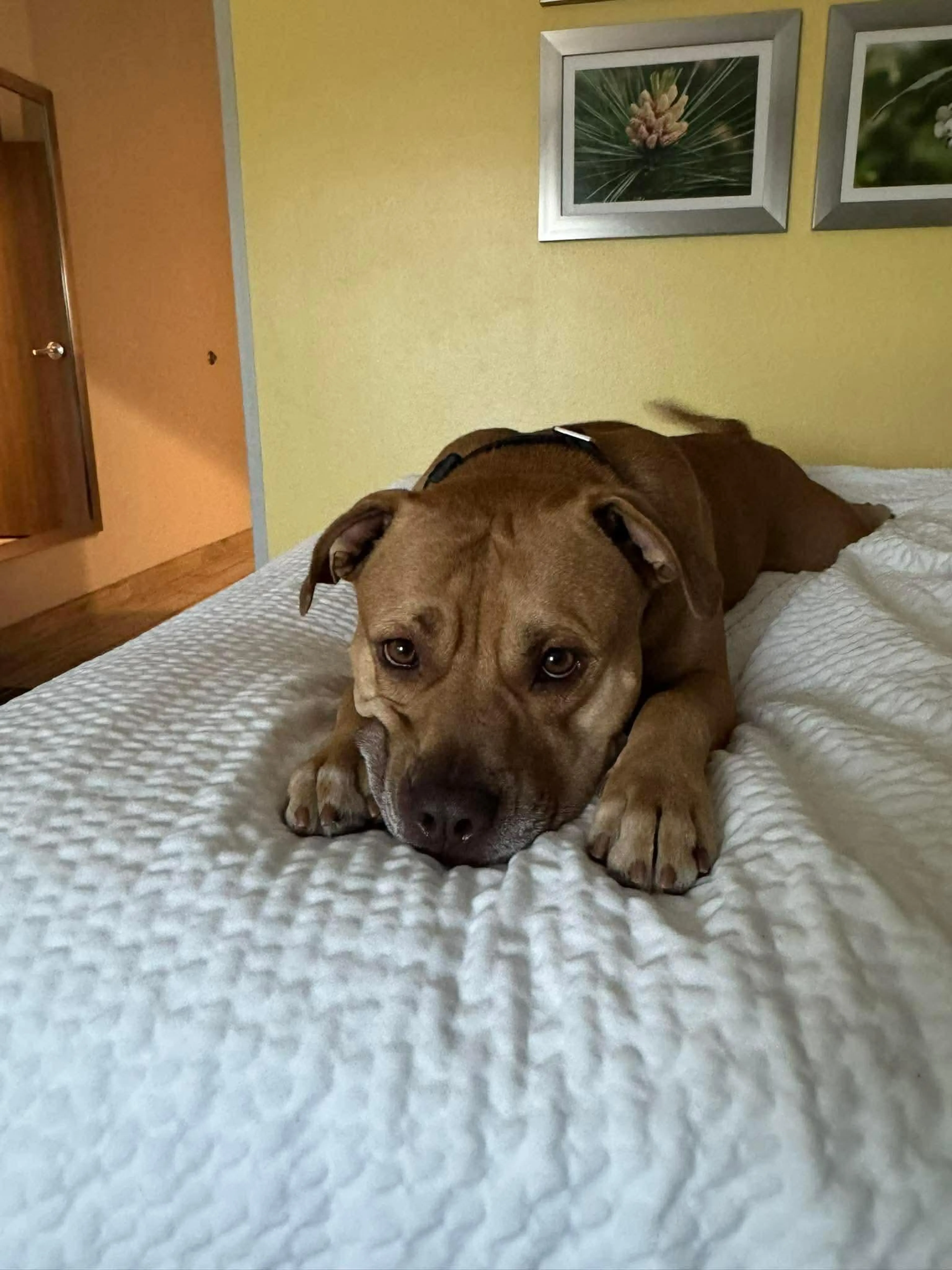 Found pet-2