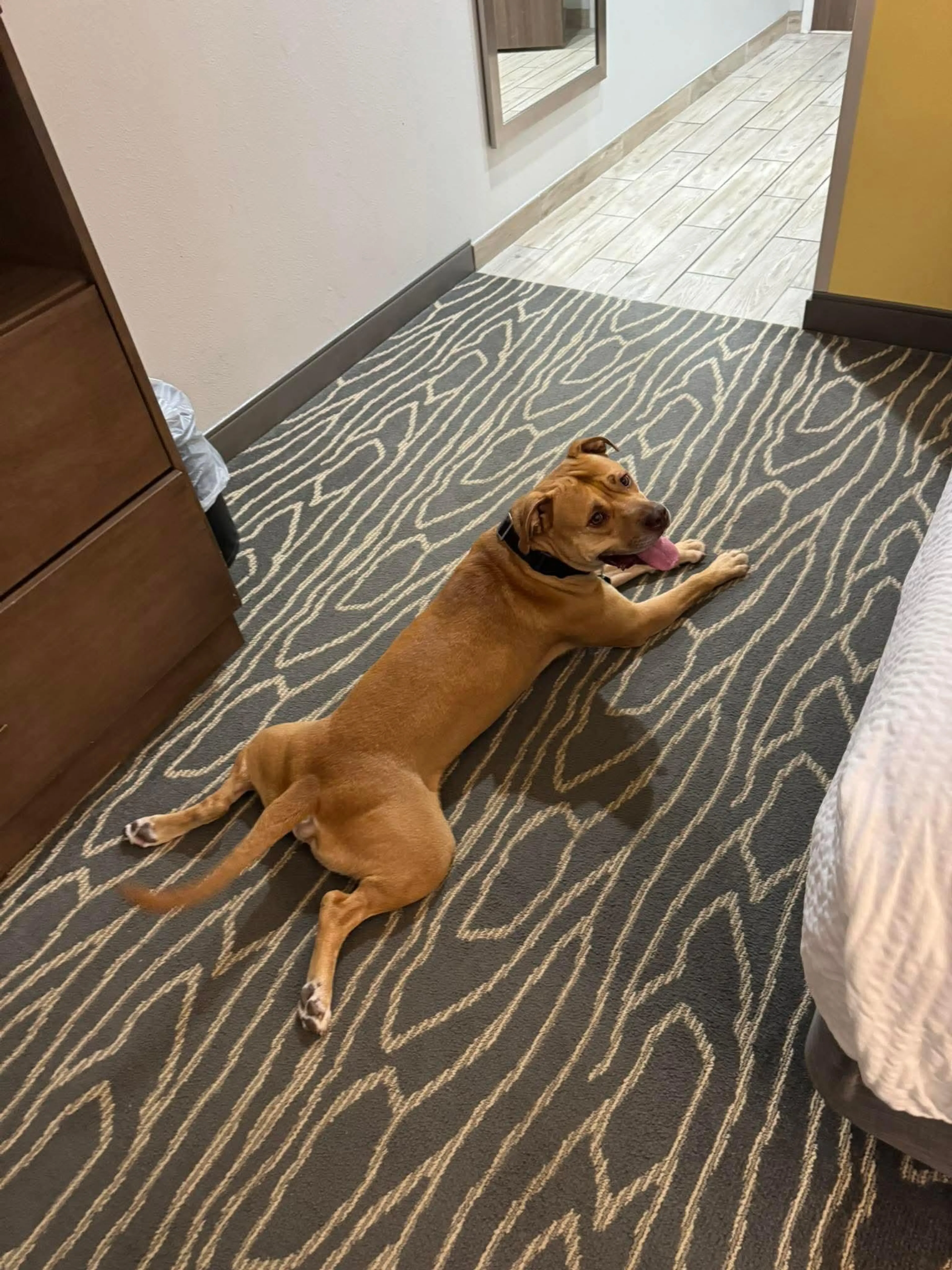 Found pet-0