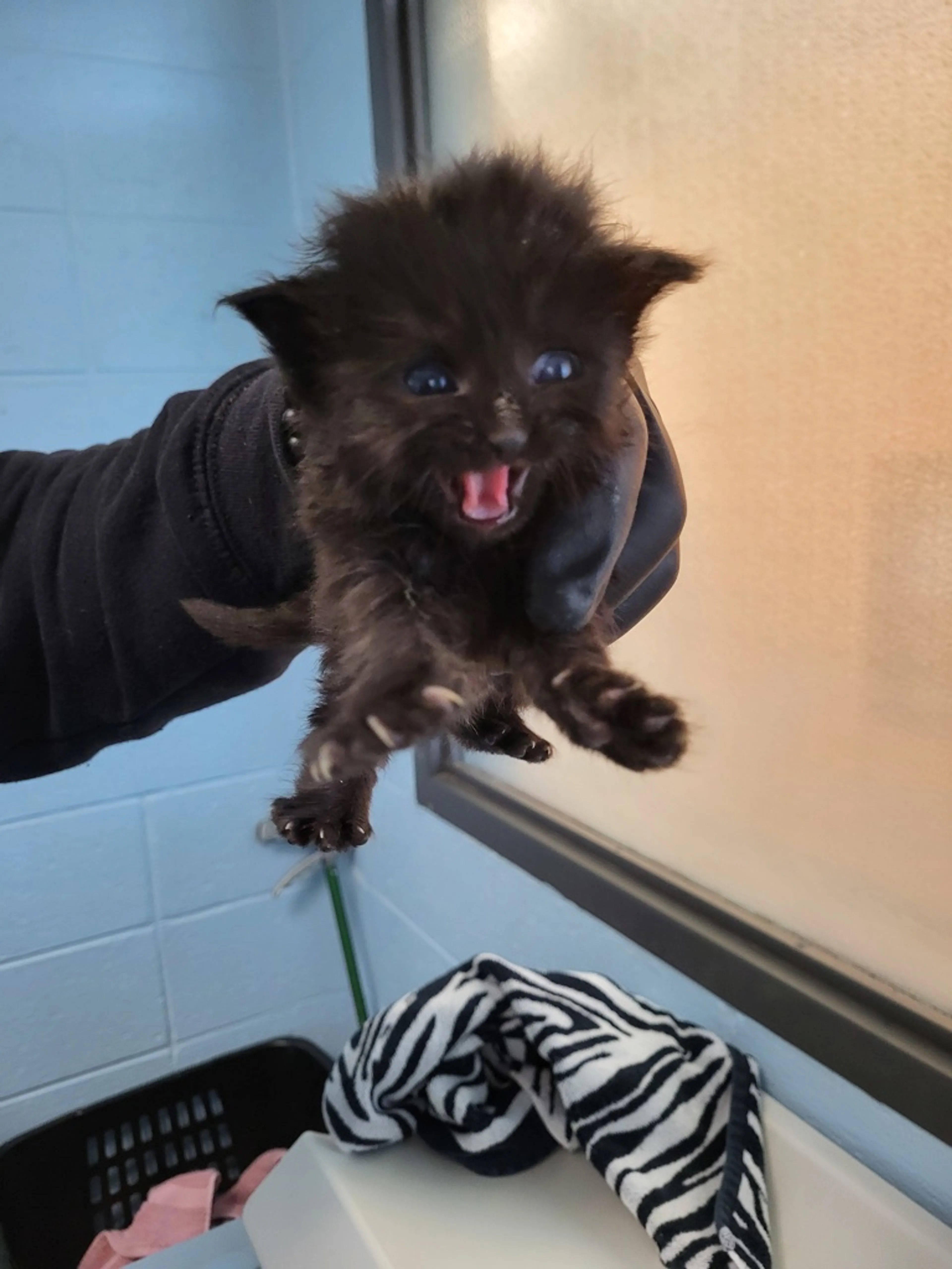 Found pet
