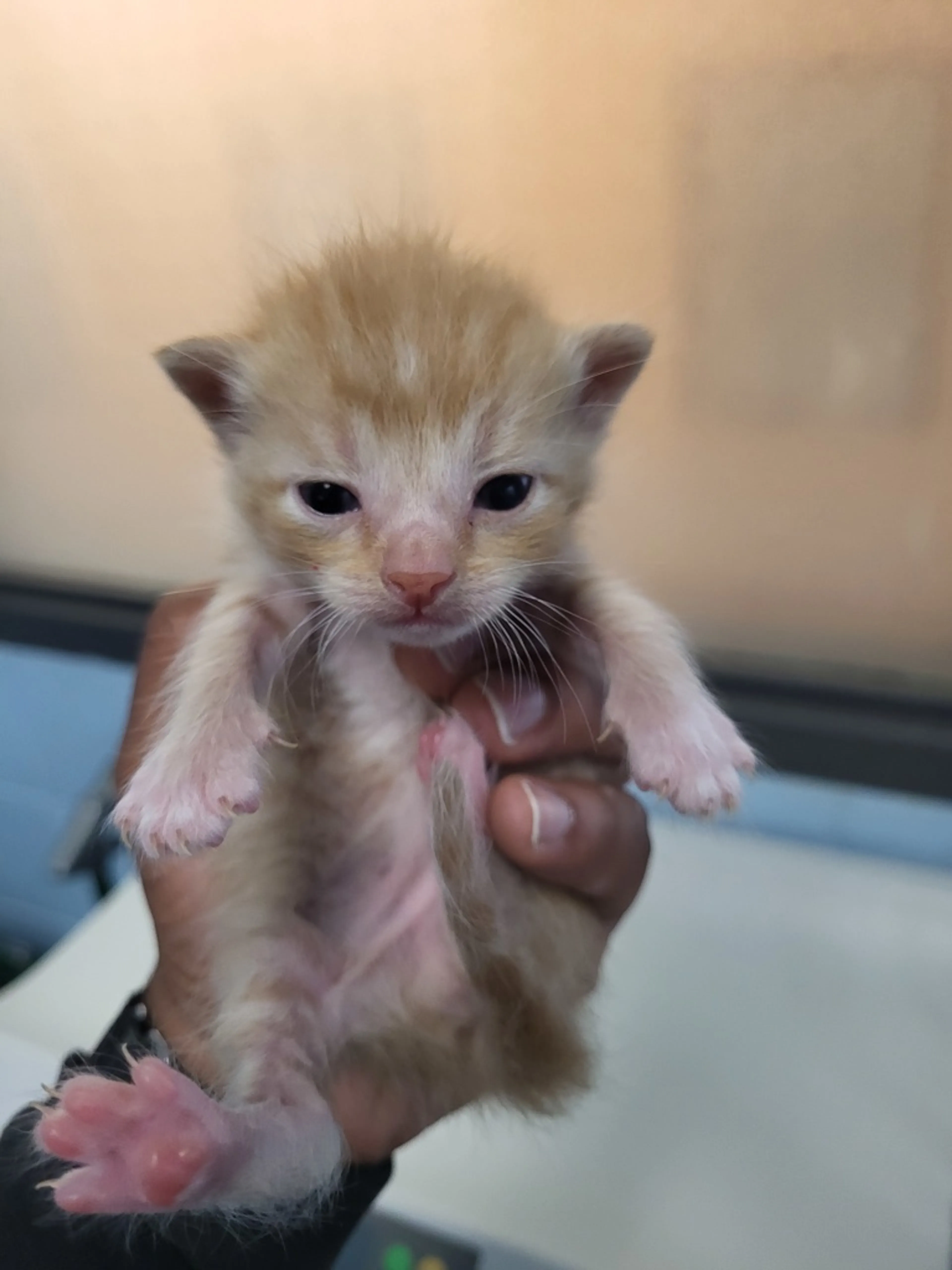 Found pet