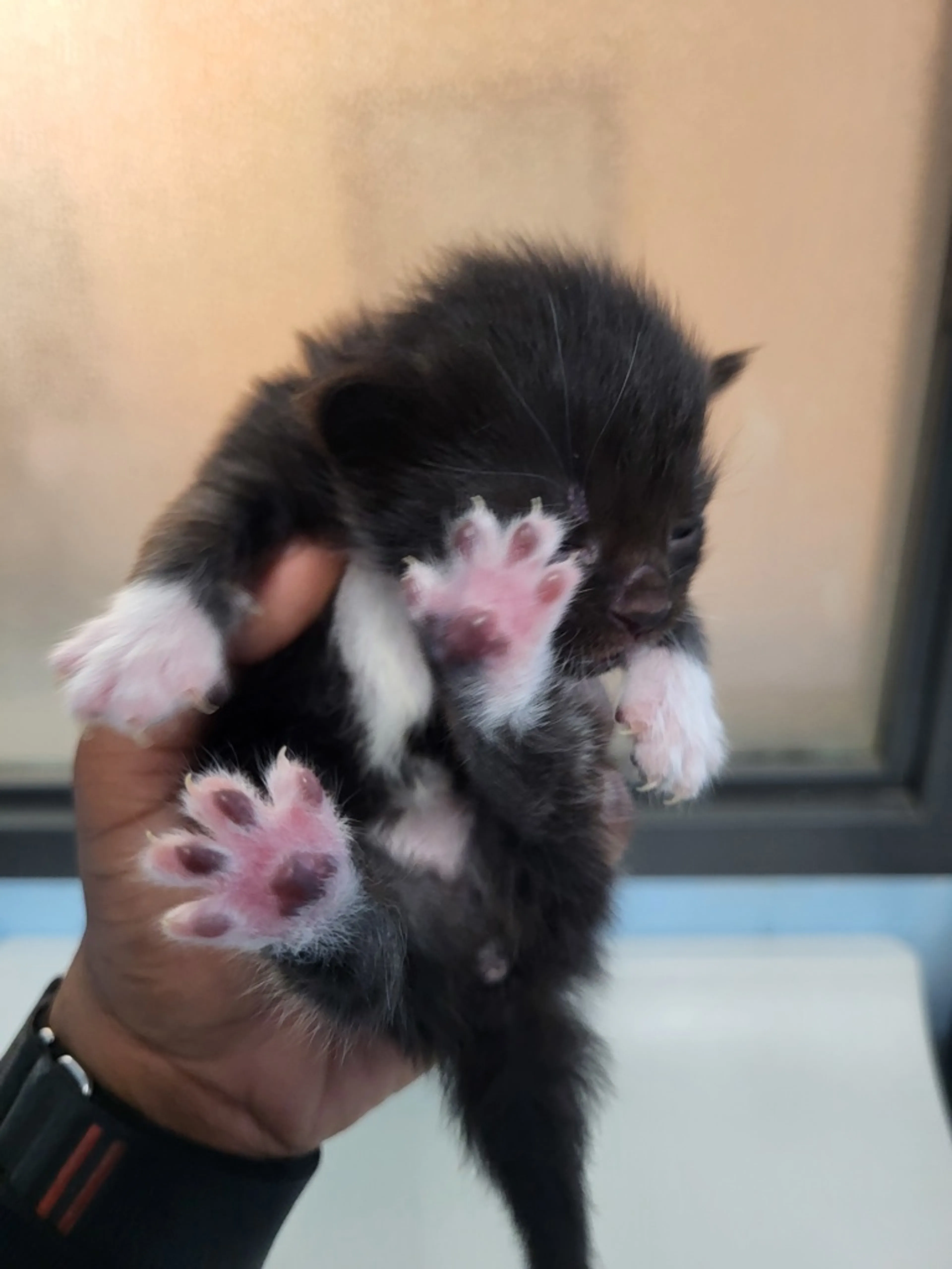 Found pet