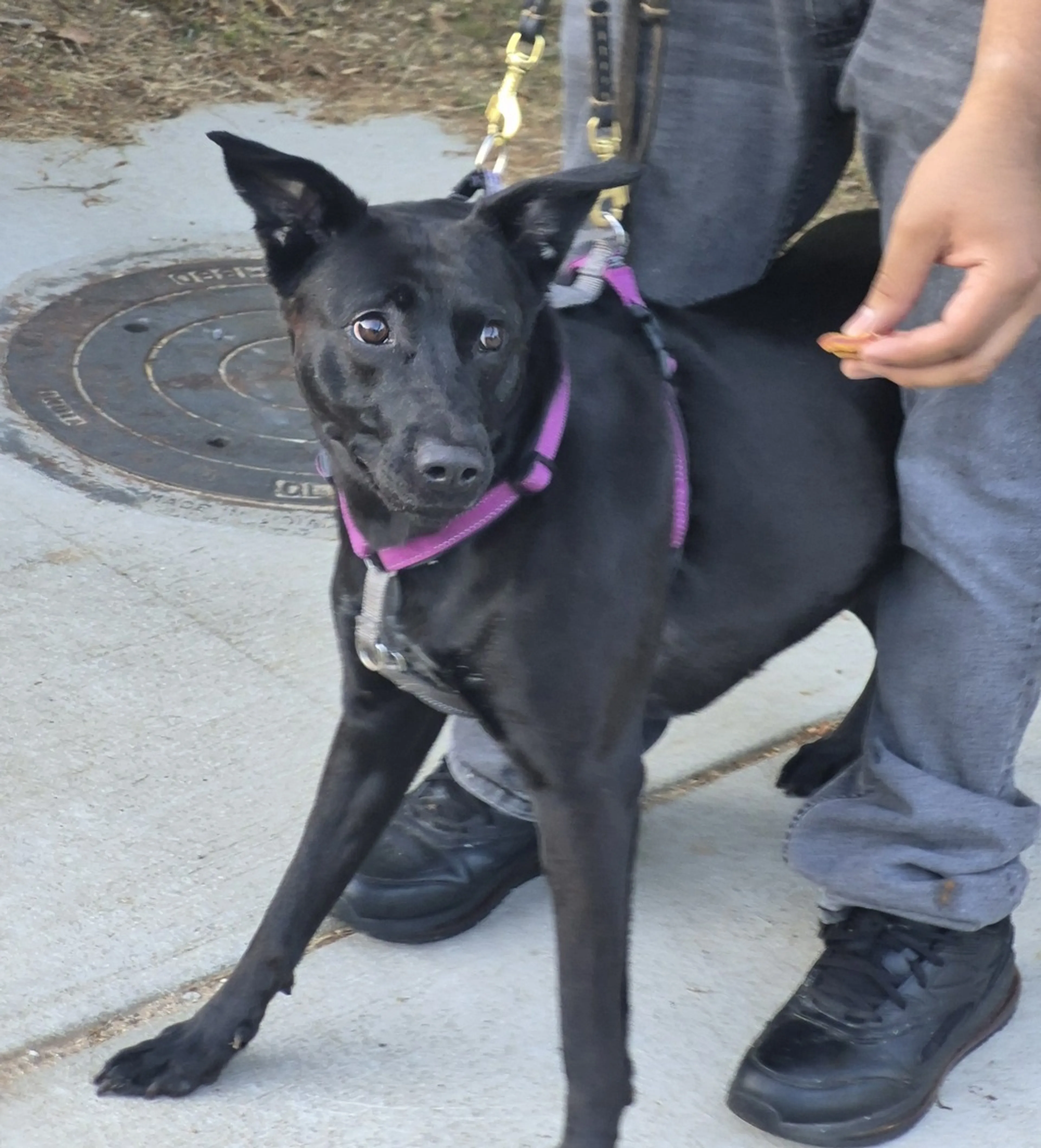 Found pet