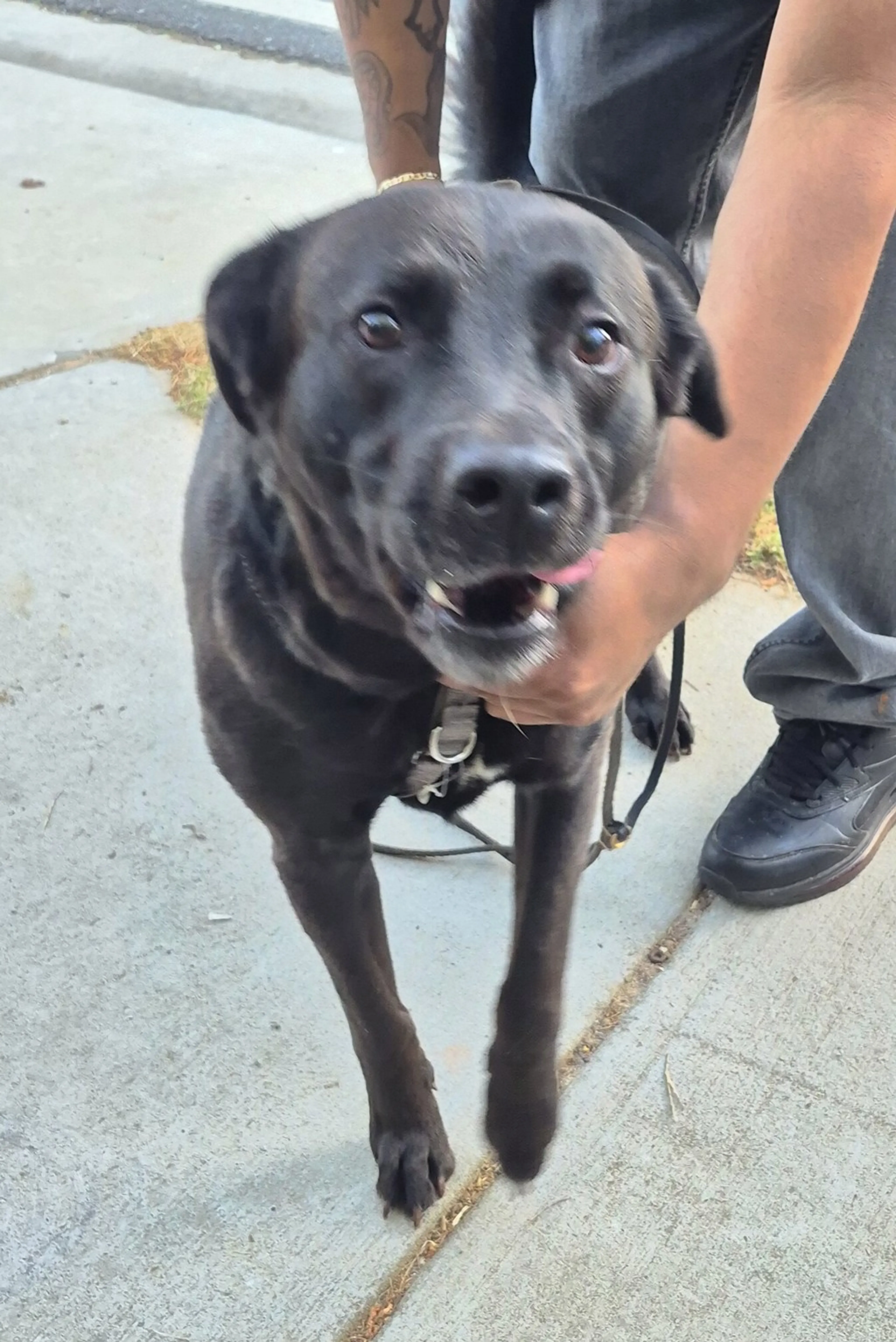 Found pet