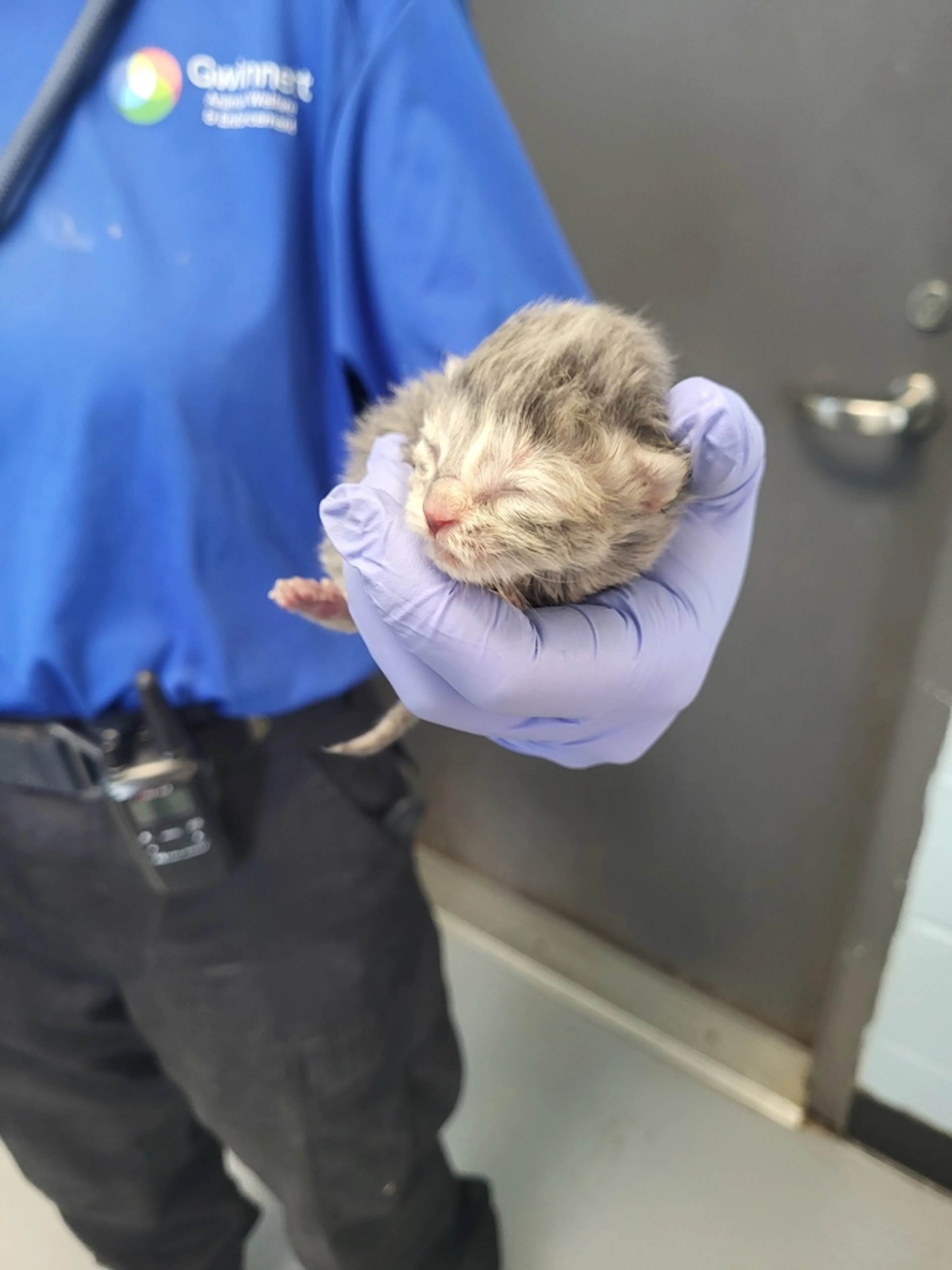 Found pet